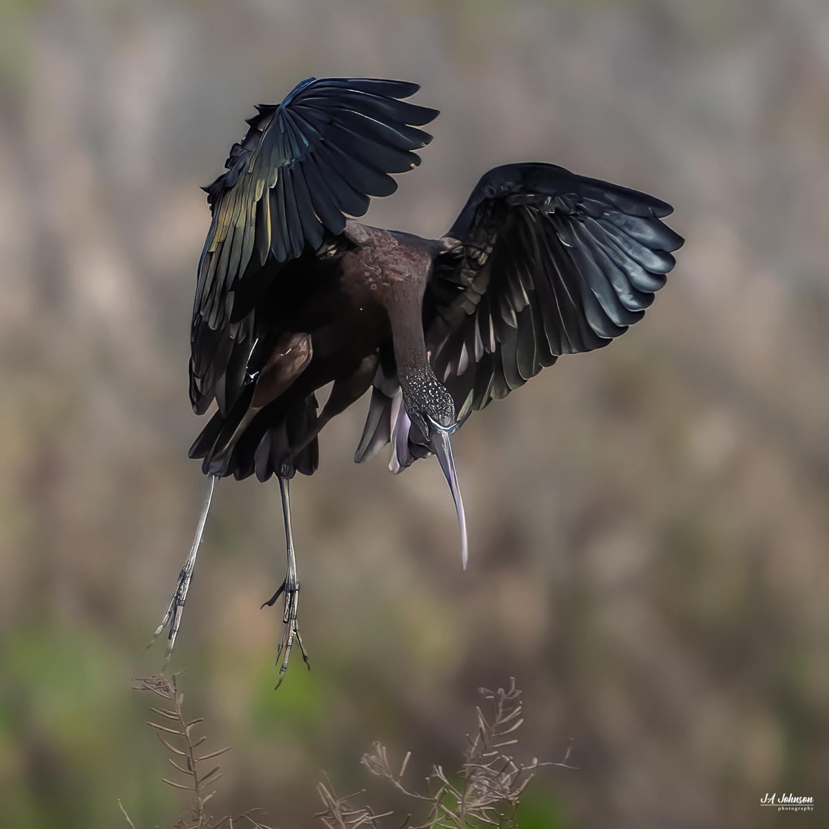 Glossy Ibis
