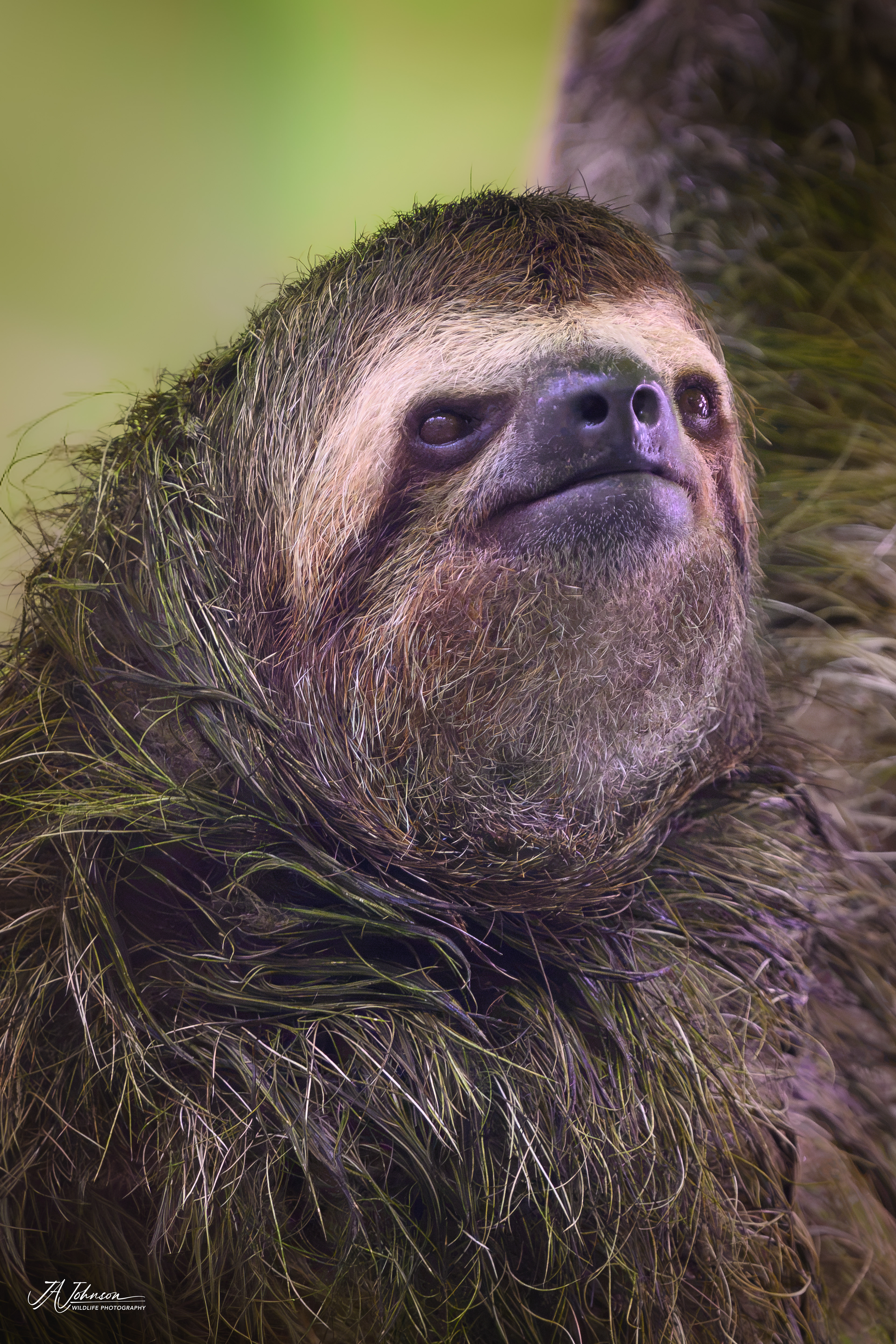Three-Toed Sloth