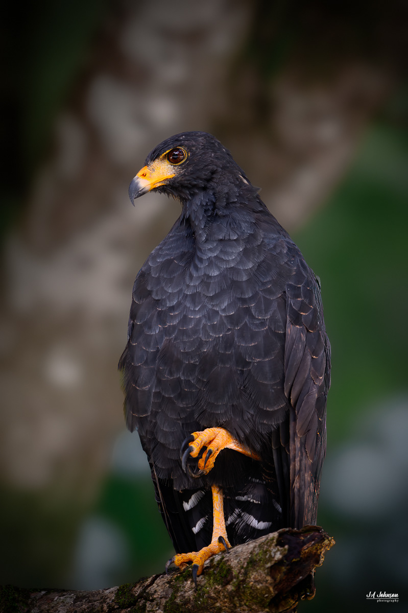 Common Black Hawk