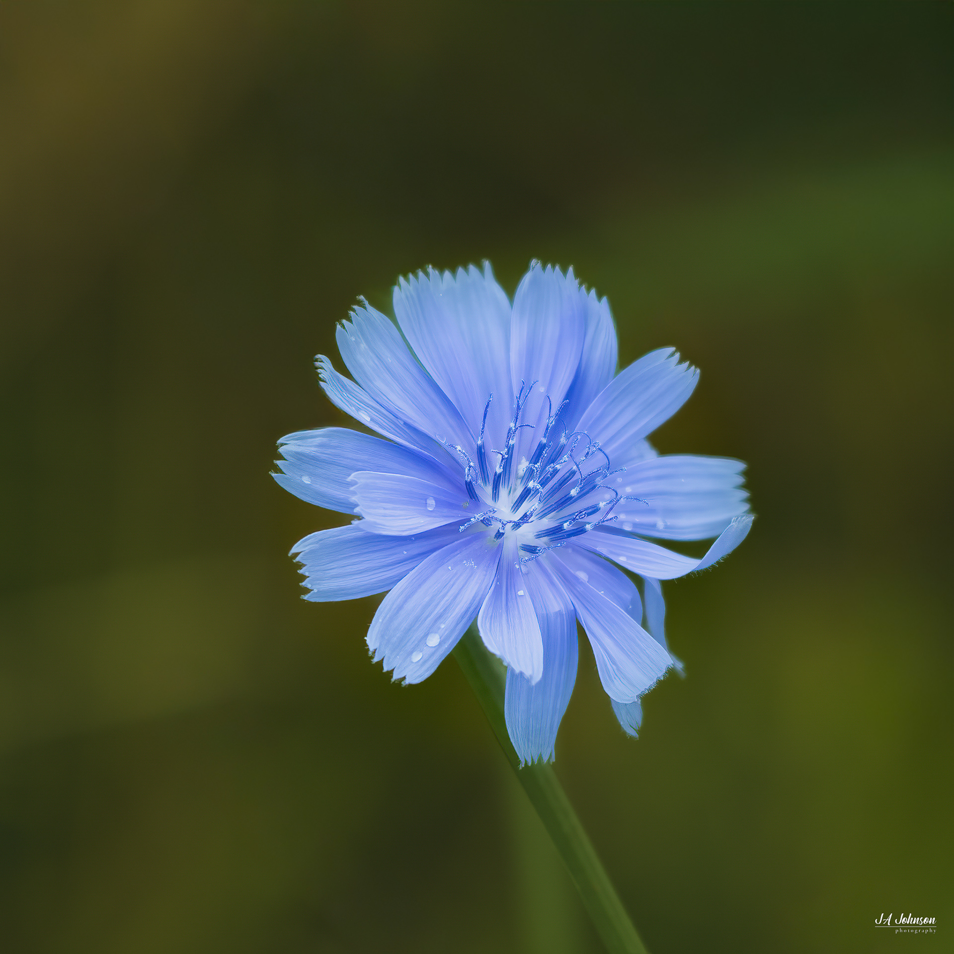 Chickory