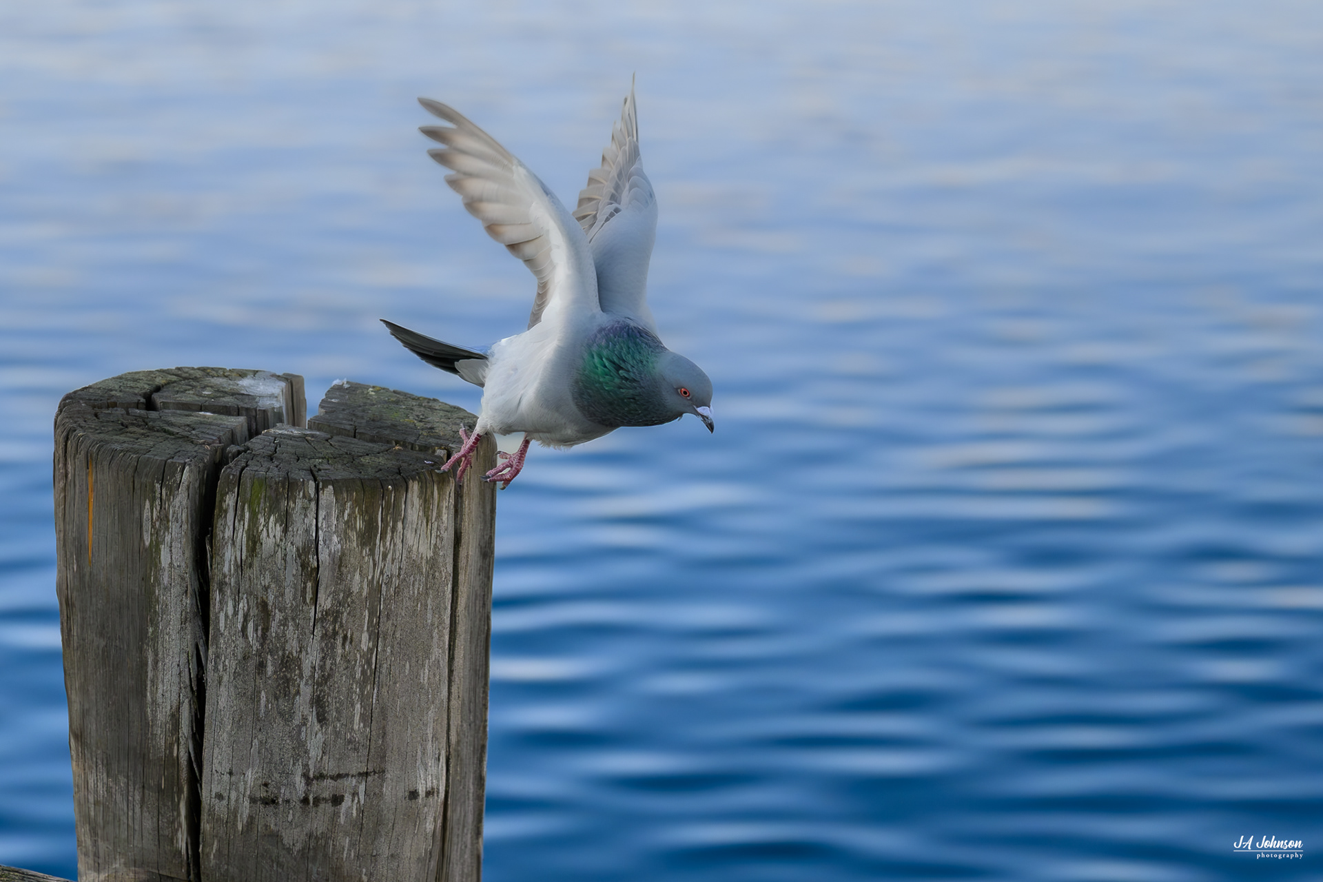 Common Pigeon 