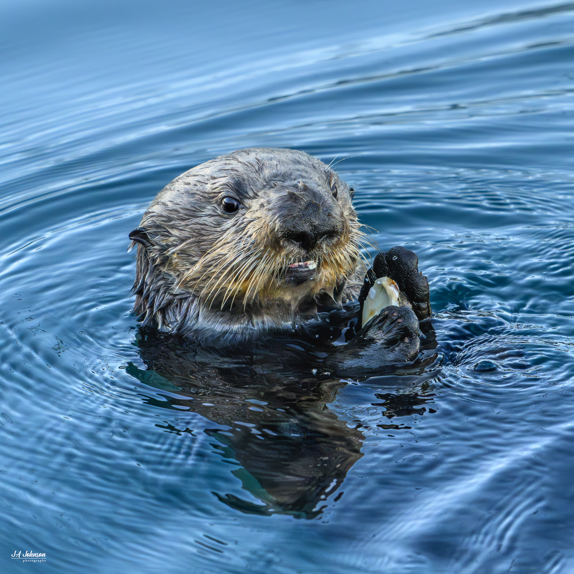 Otter