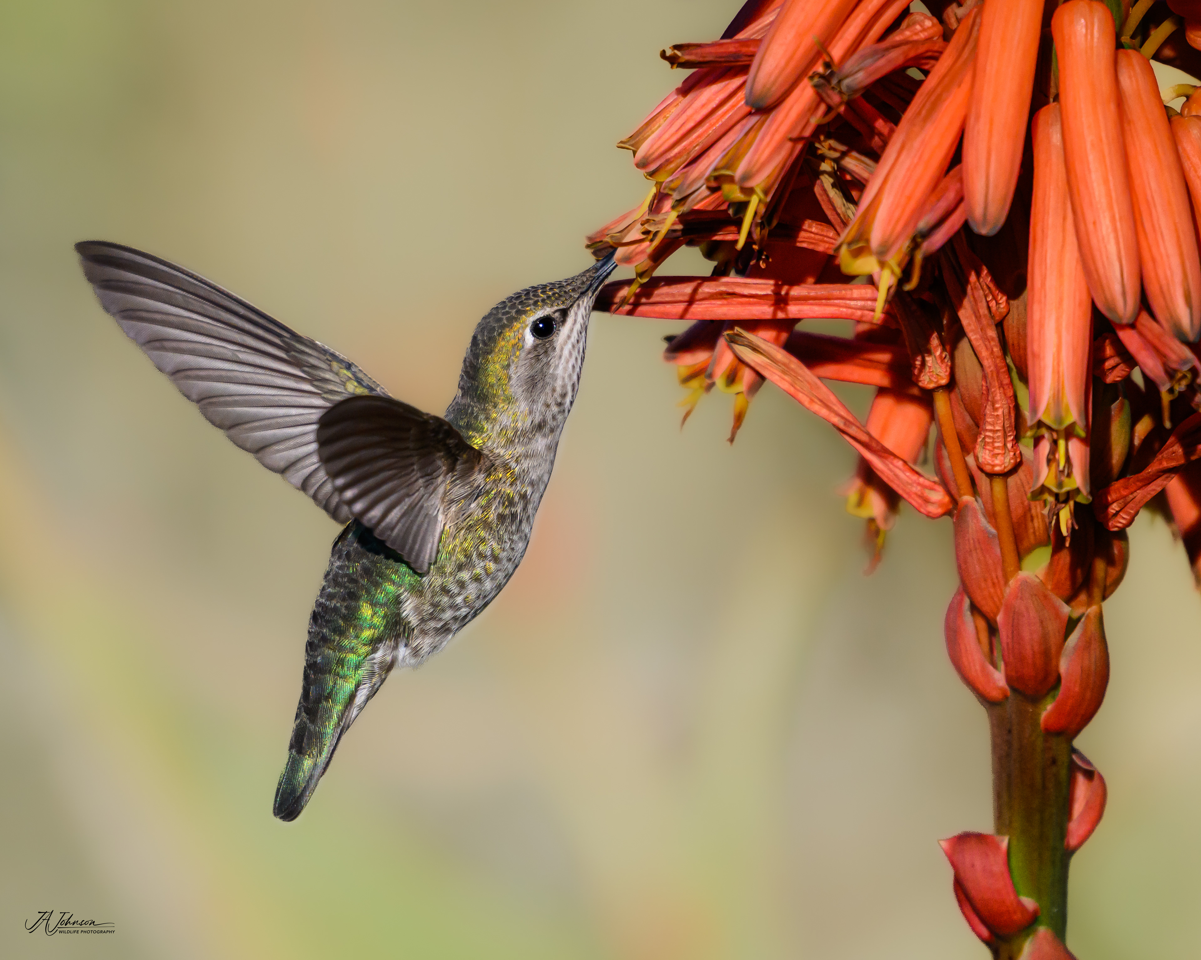 Anna's Hummingbird (Female)