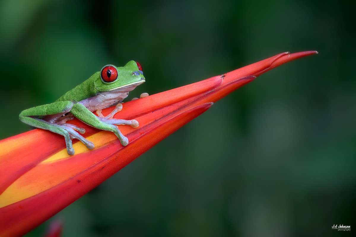 Red-Eyed Tree Frog