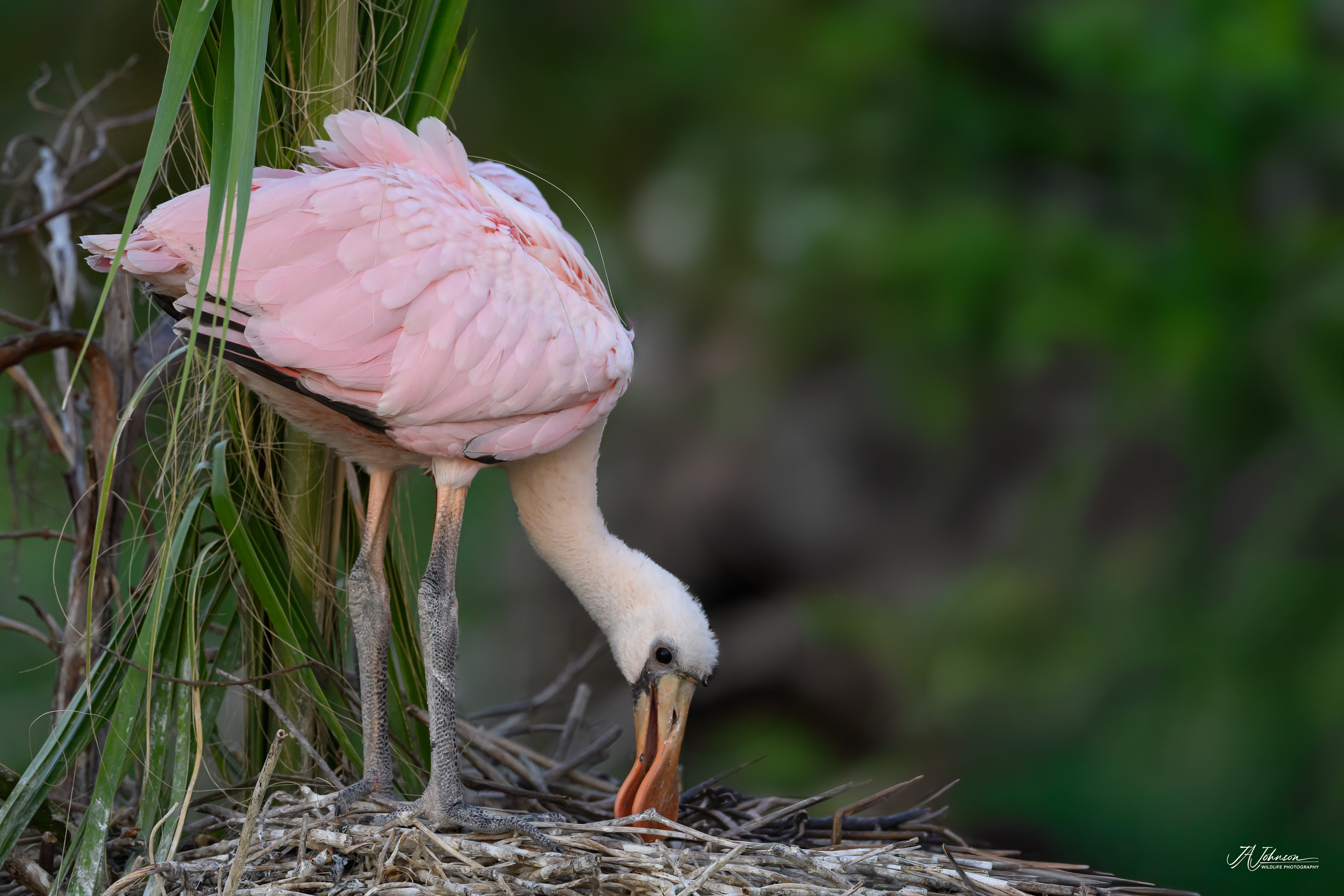 Roseate Spoonbill Chick