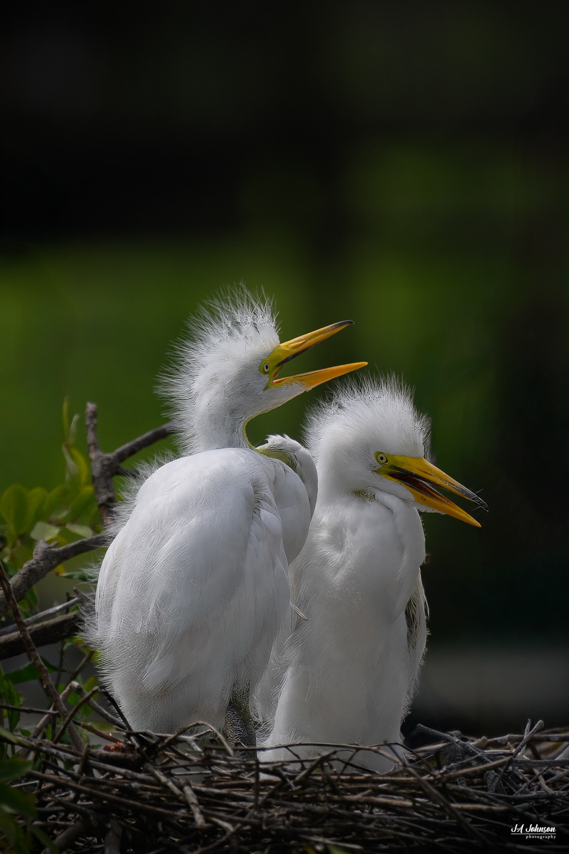 Great Egret Chicks