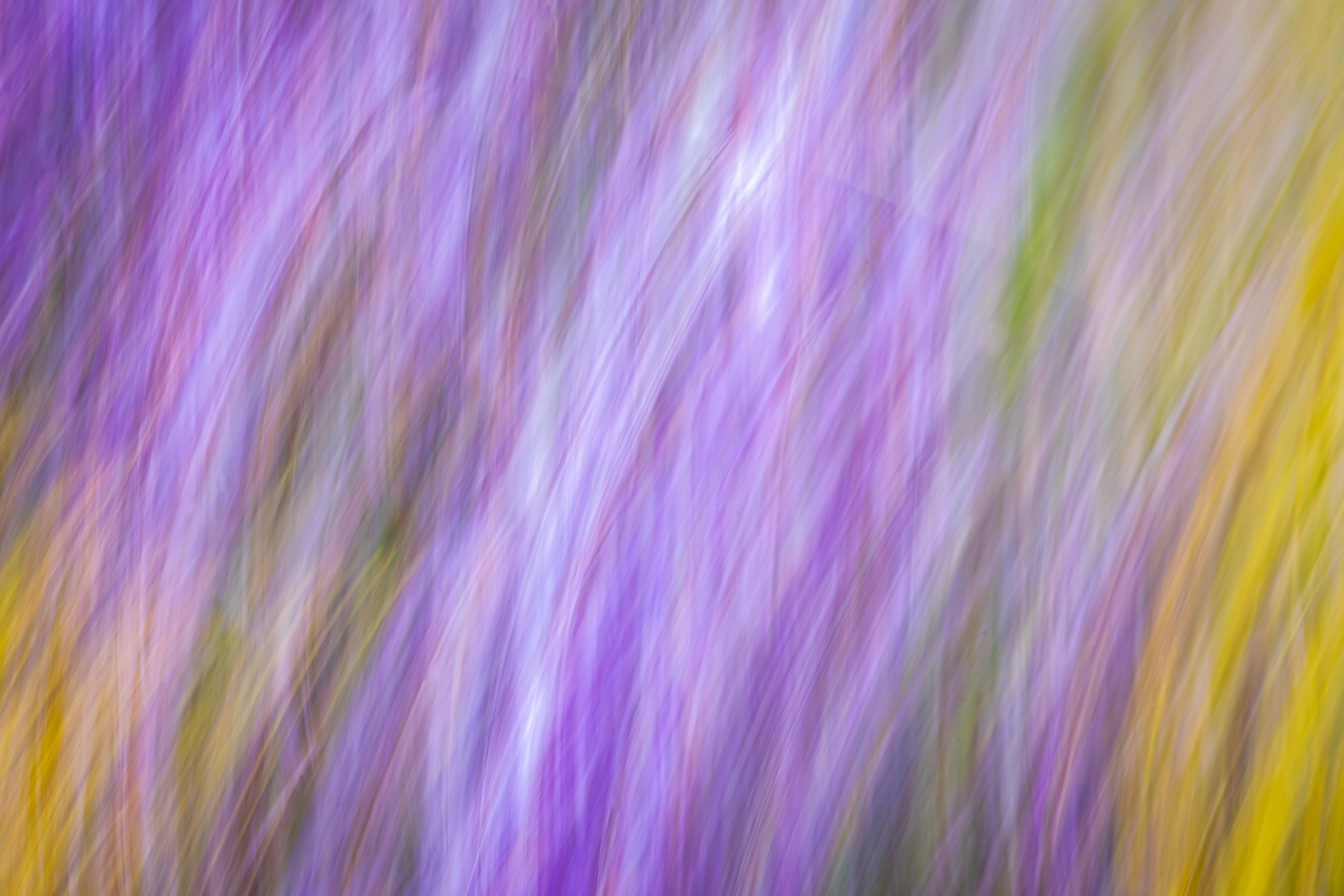 Intentional Camera Movement - Wildflowers