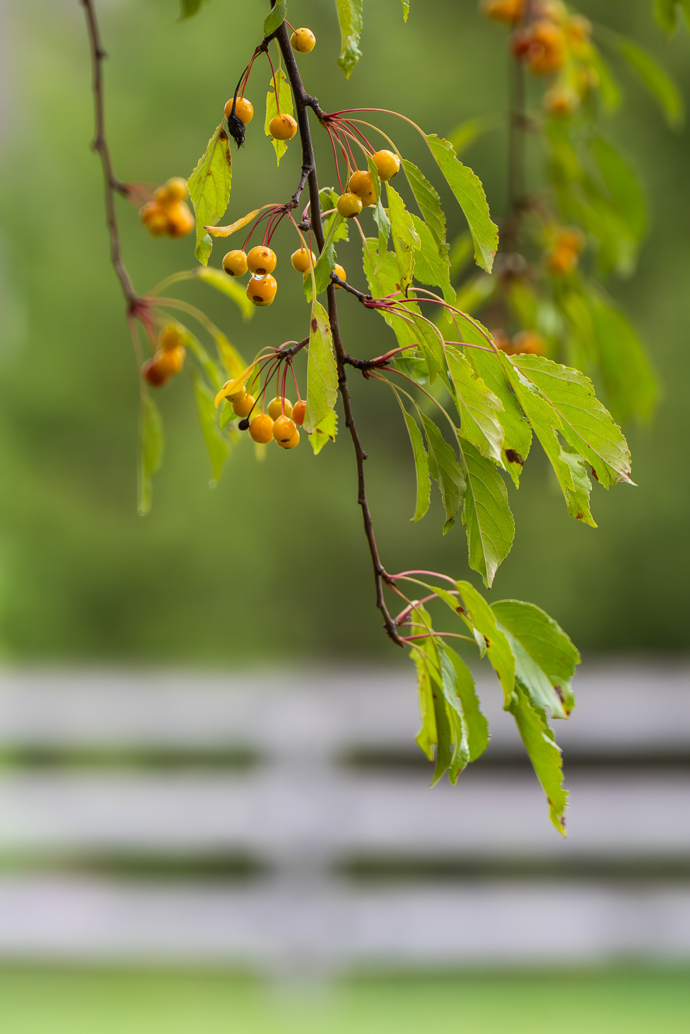 Crabapples