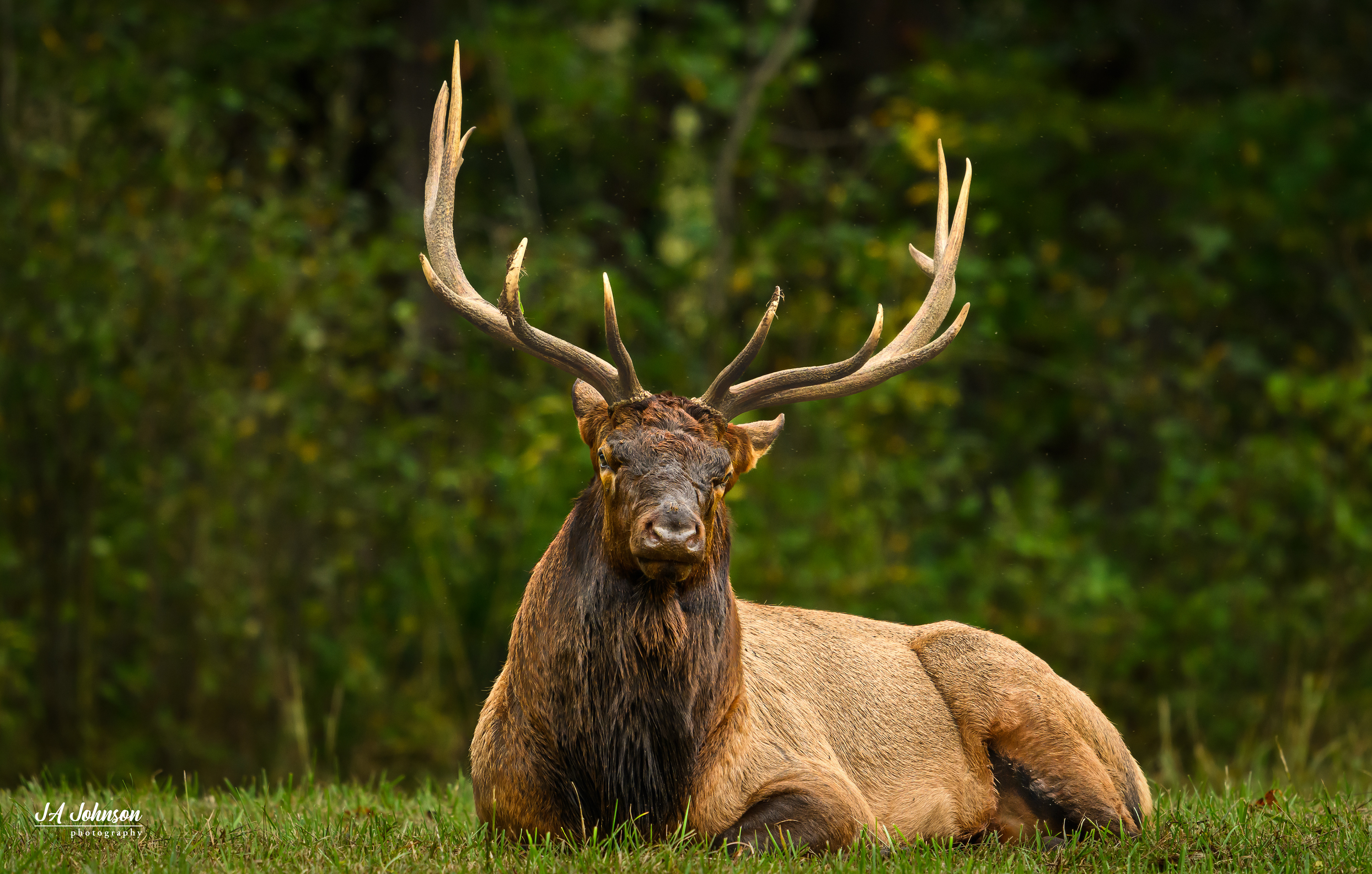 Elk Bull