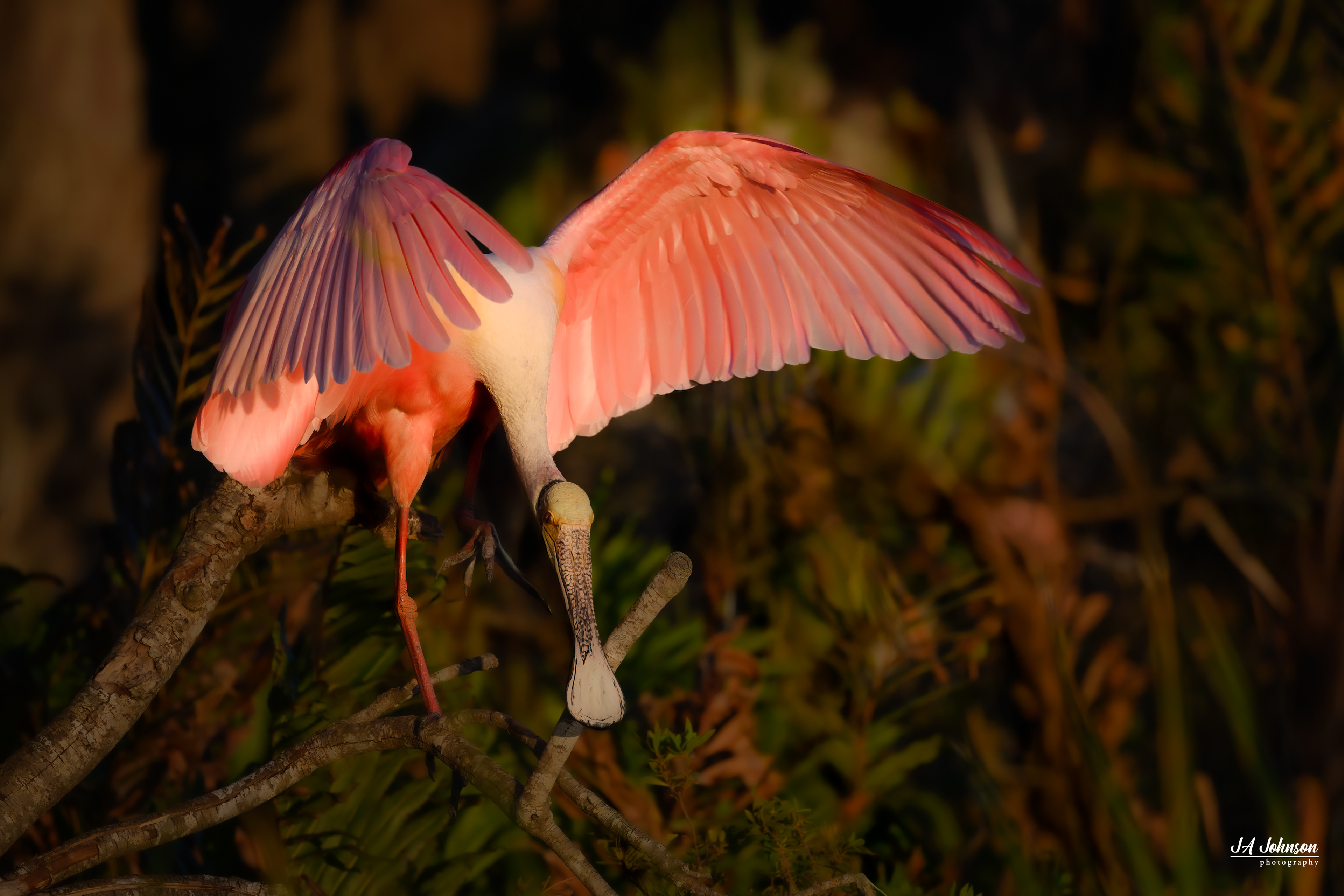 Roseate Spoonbill