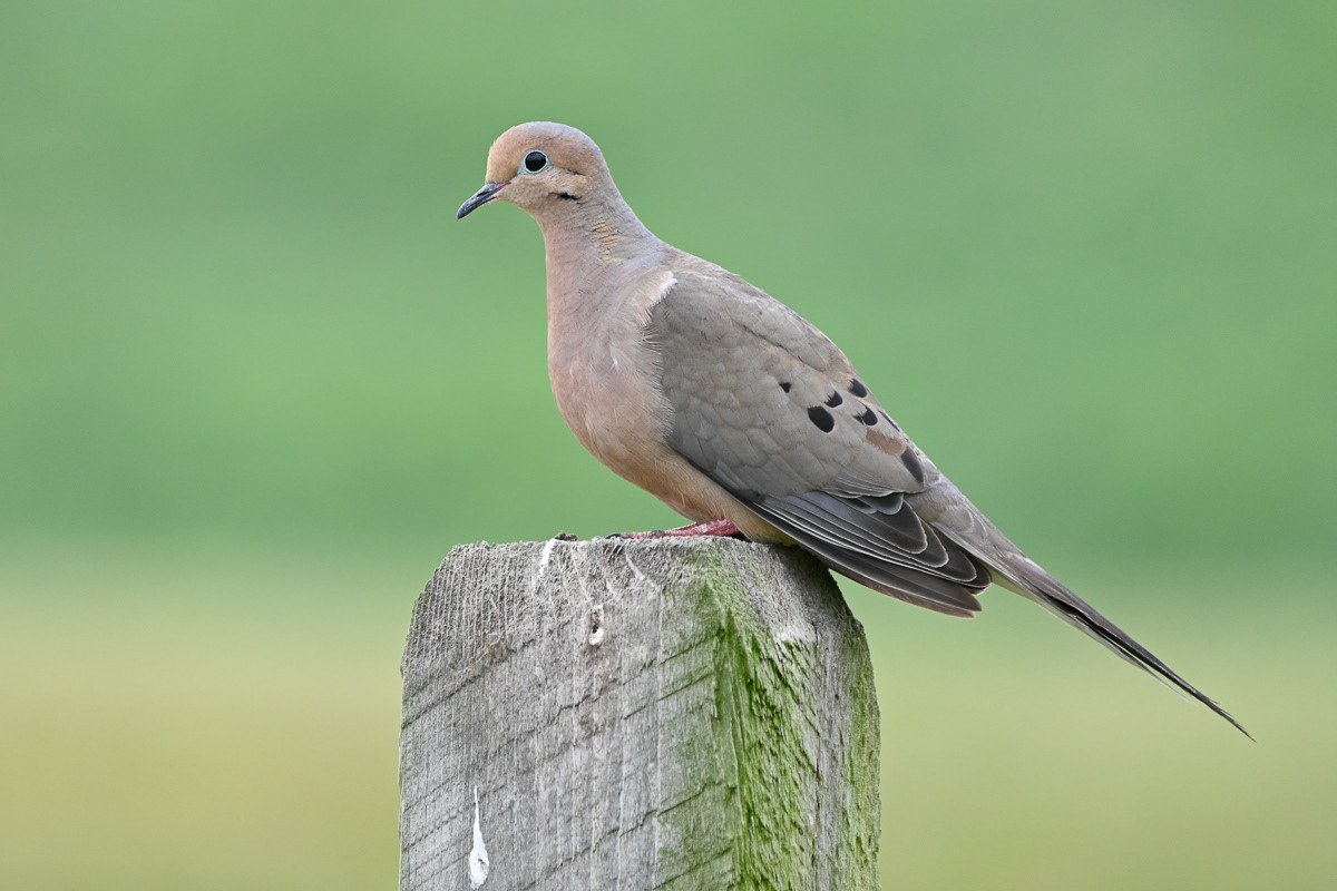 Mourning Dove