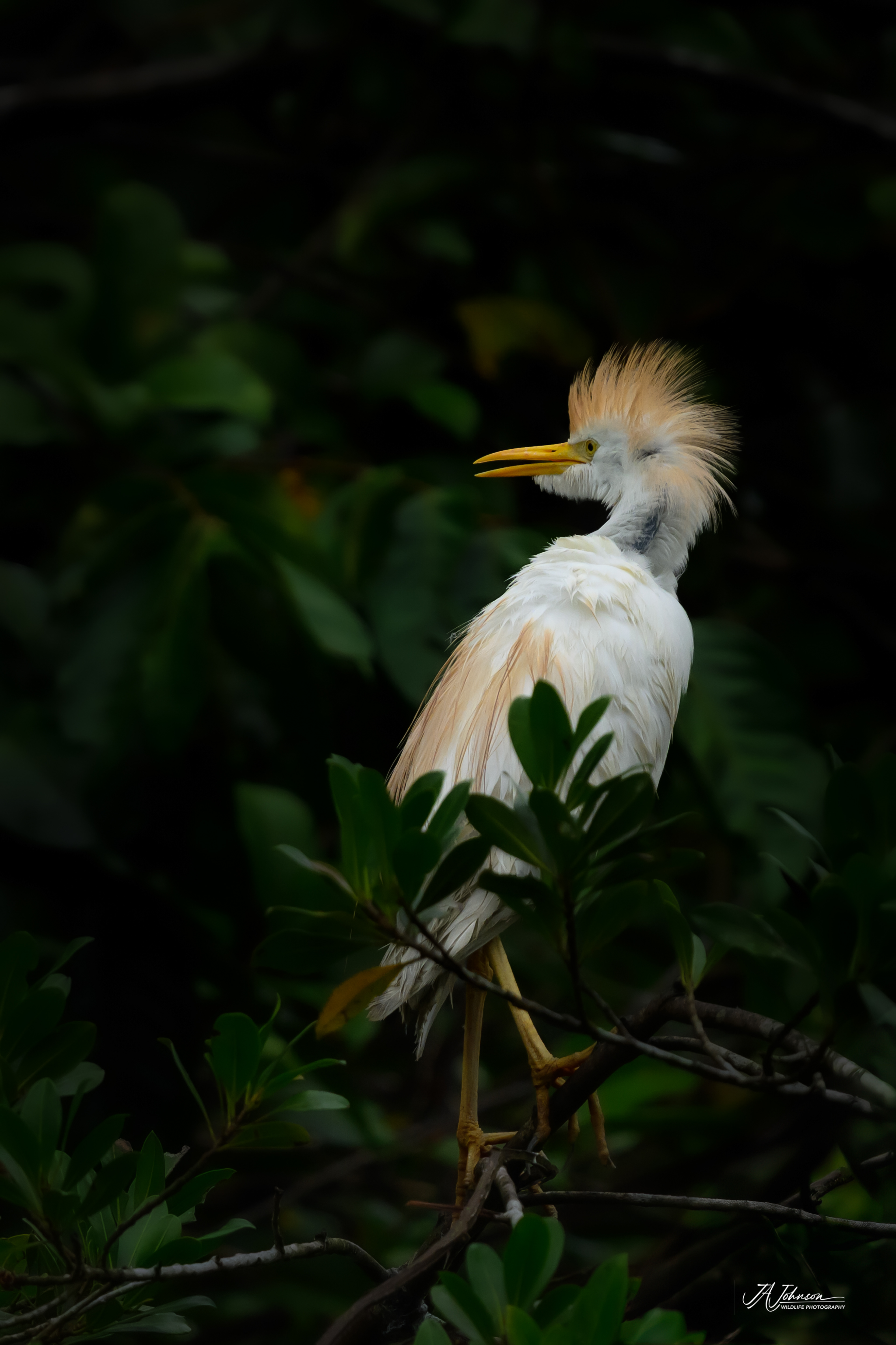 Cattle Egret