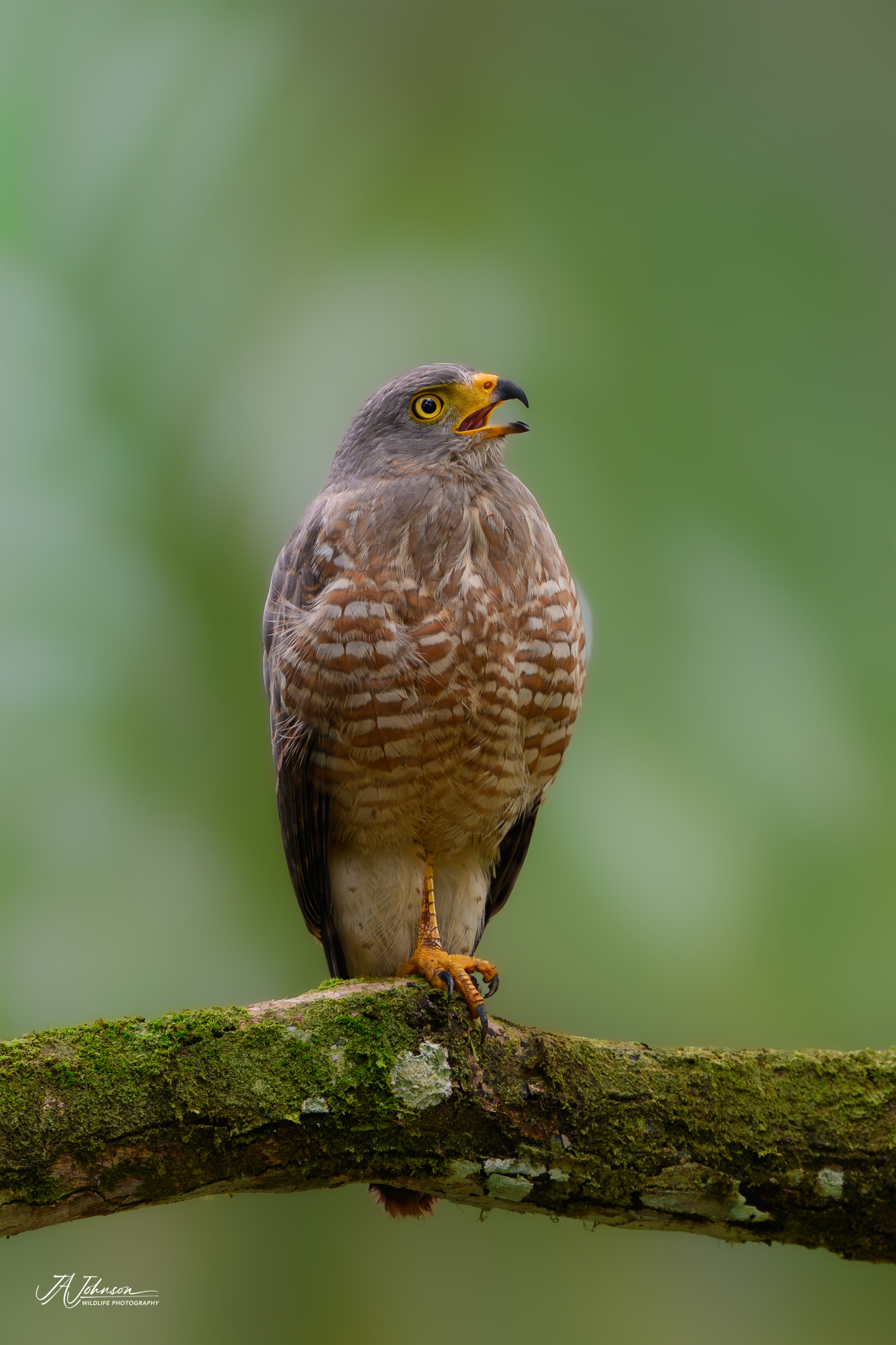 Roadside Hawk