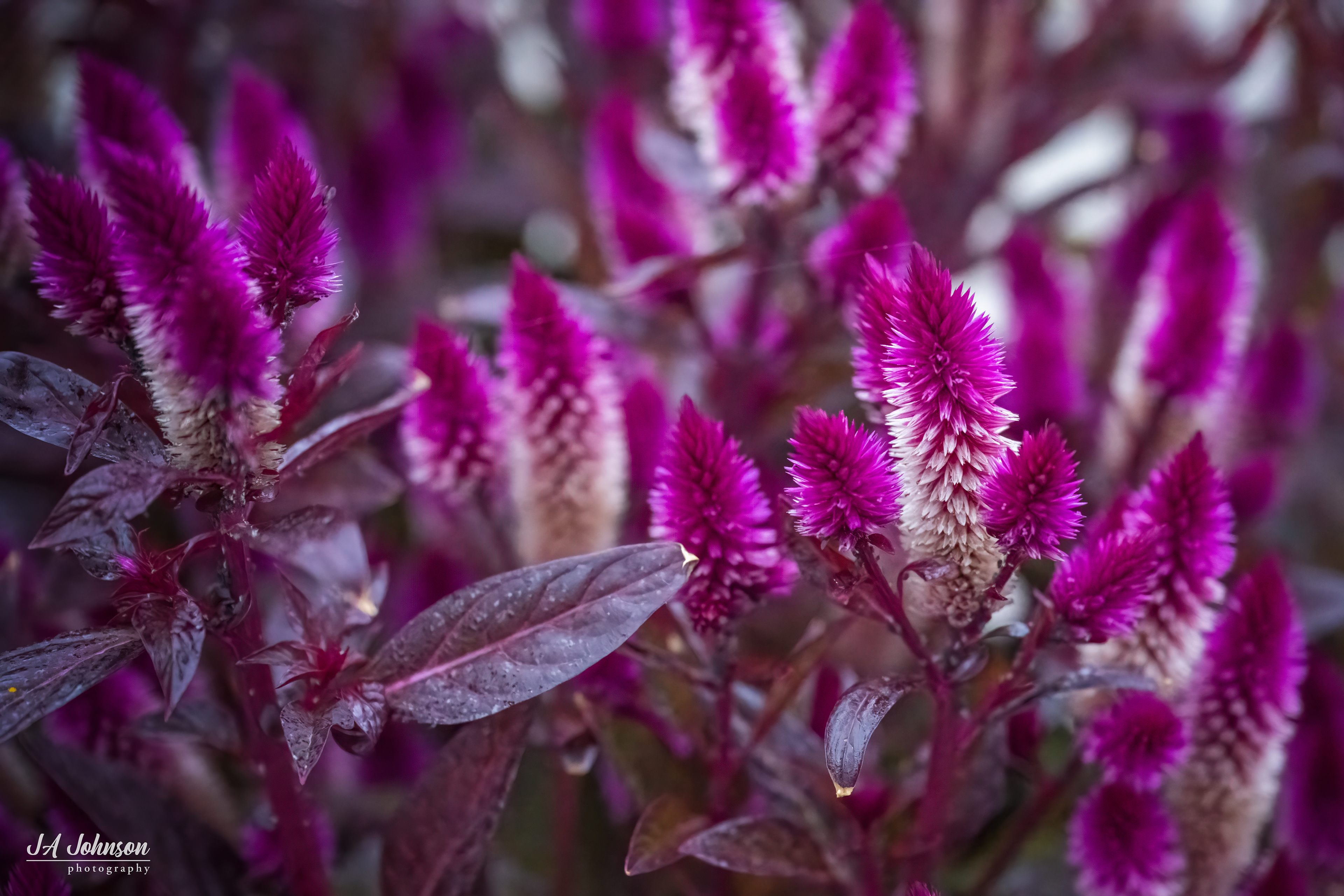 Celosia