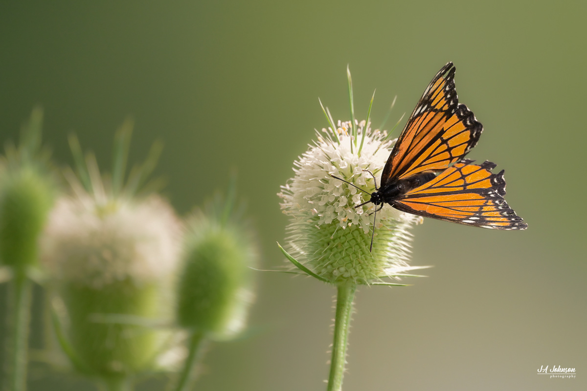 Monarch Butterfly on a Teazel