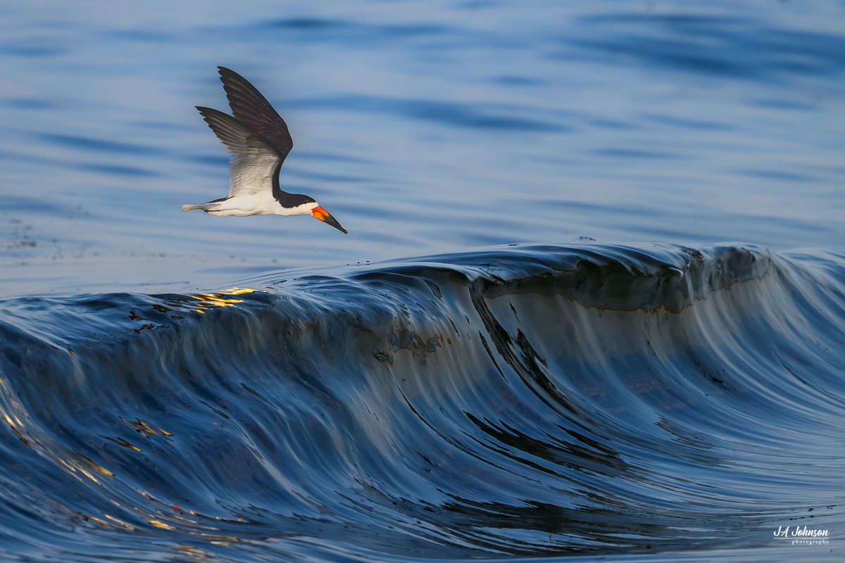 Black Skimmer 