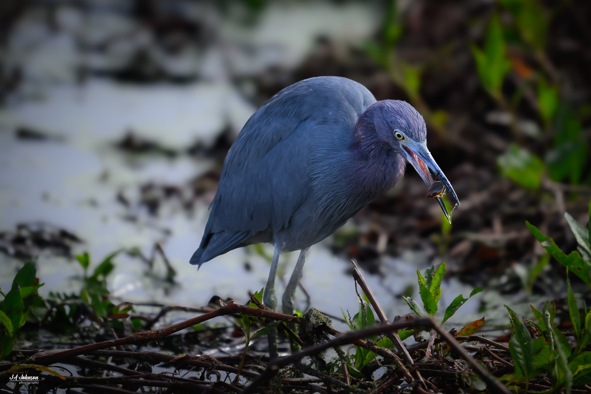 Little Blue Heron