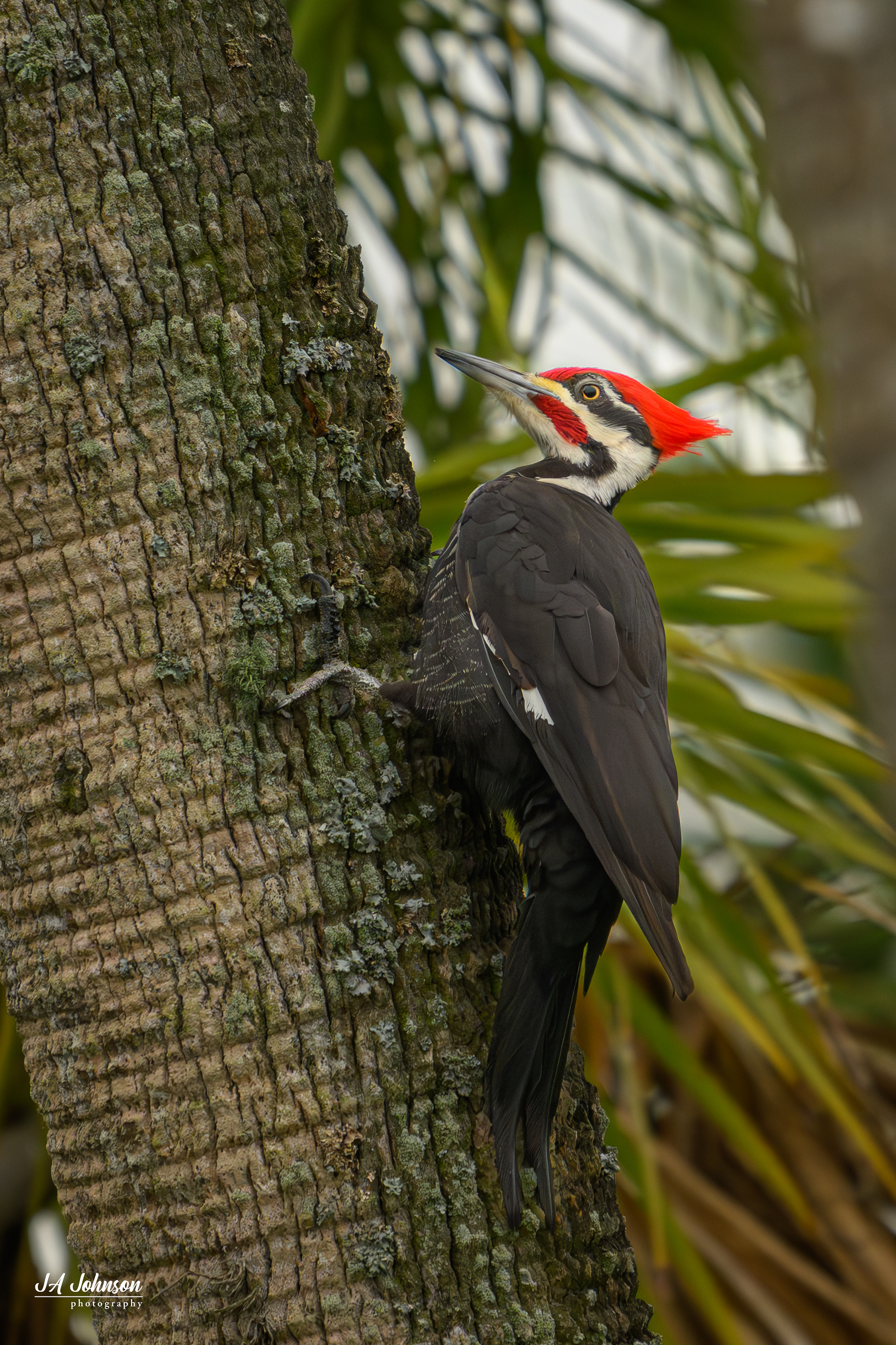 Pileated Woodpecker