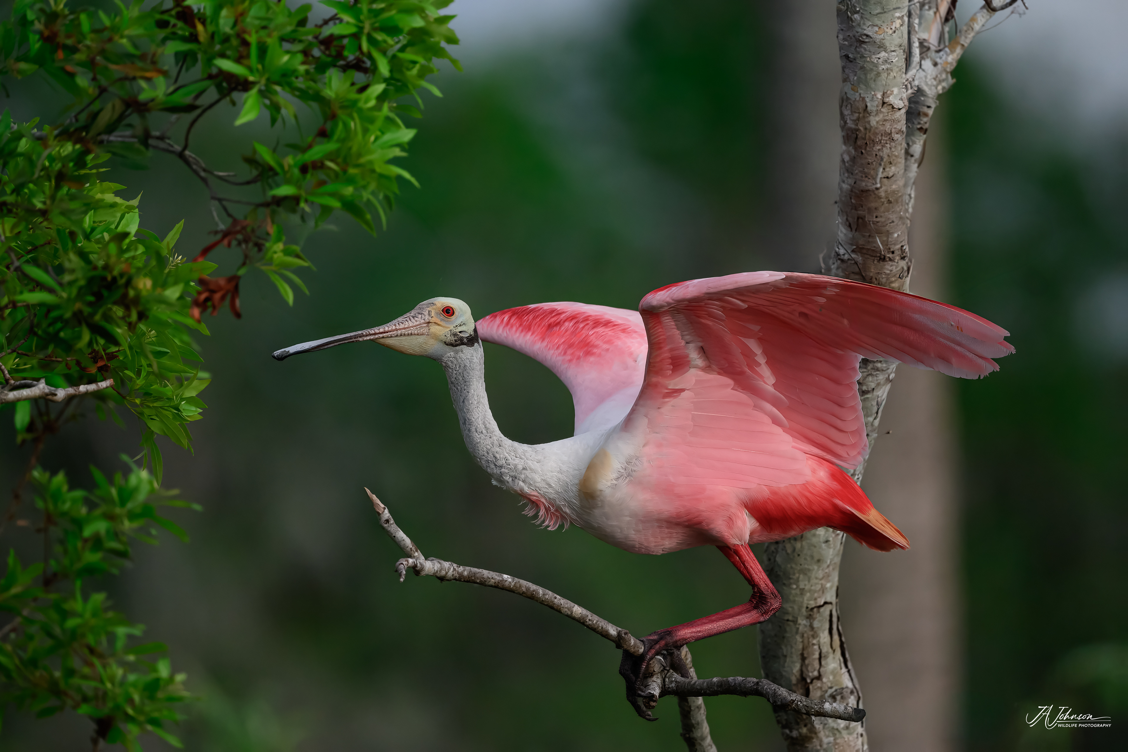 Roseate Spoonbill at Orlando Wetlands