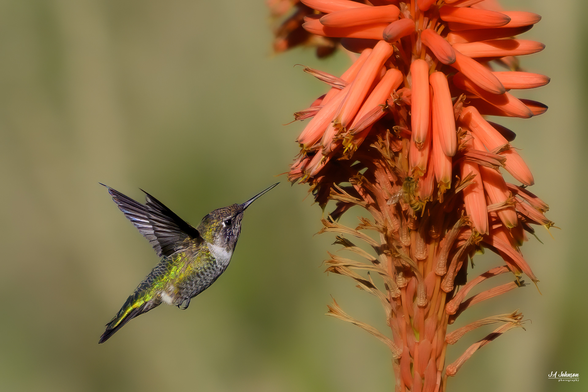 Anna's Hummingbird (Female)