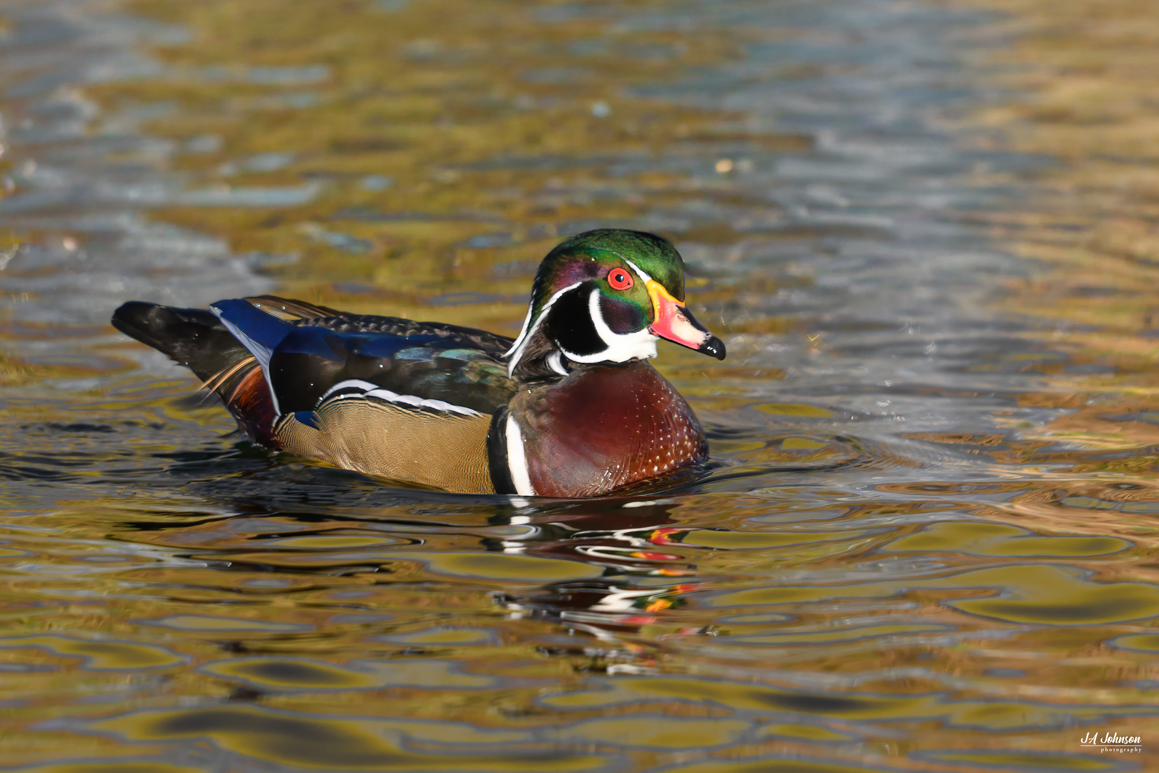 Wood Duck 