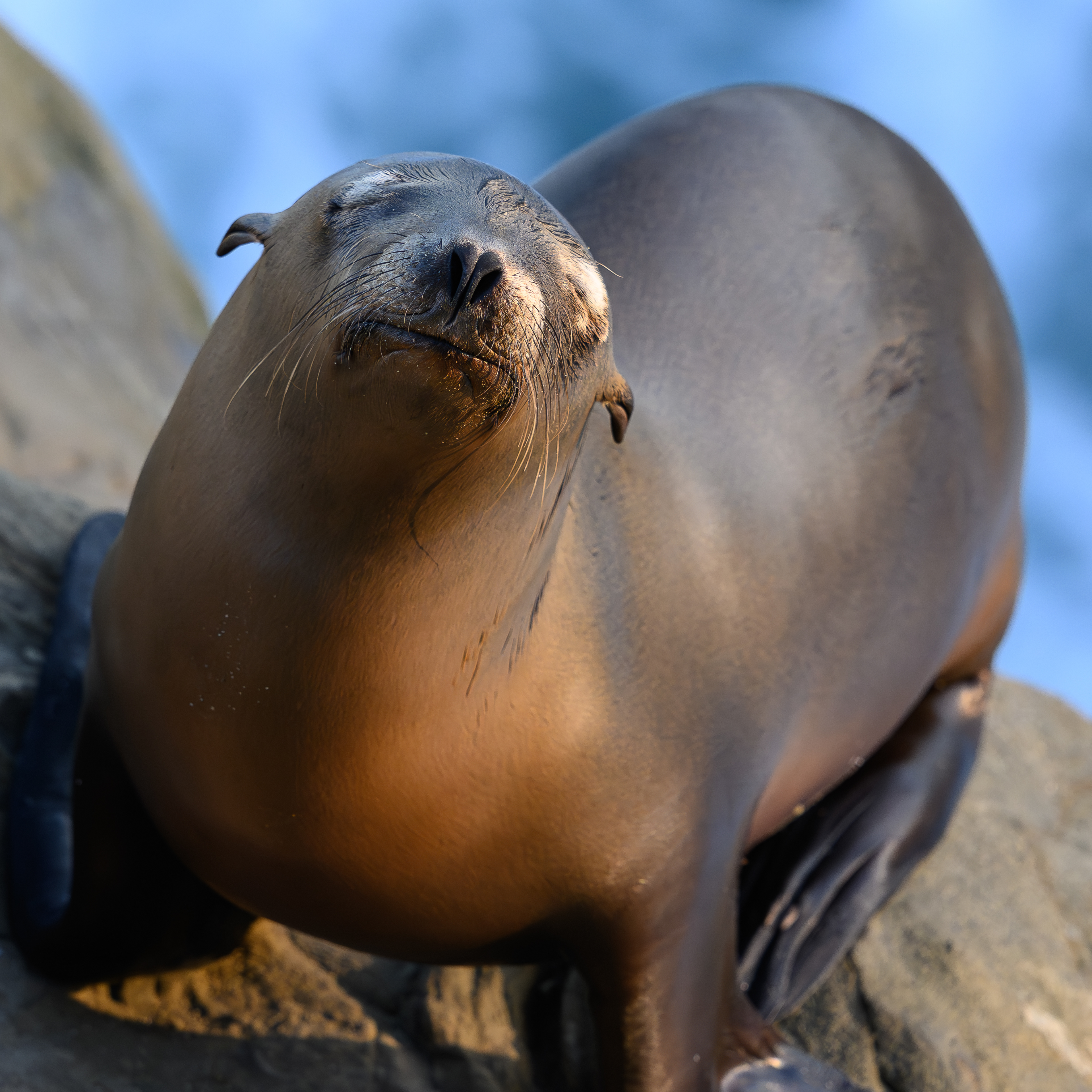 Sea Lion