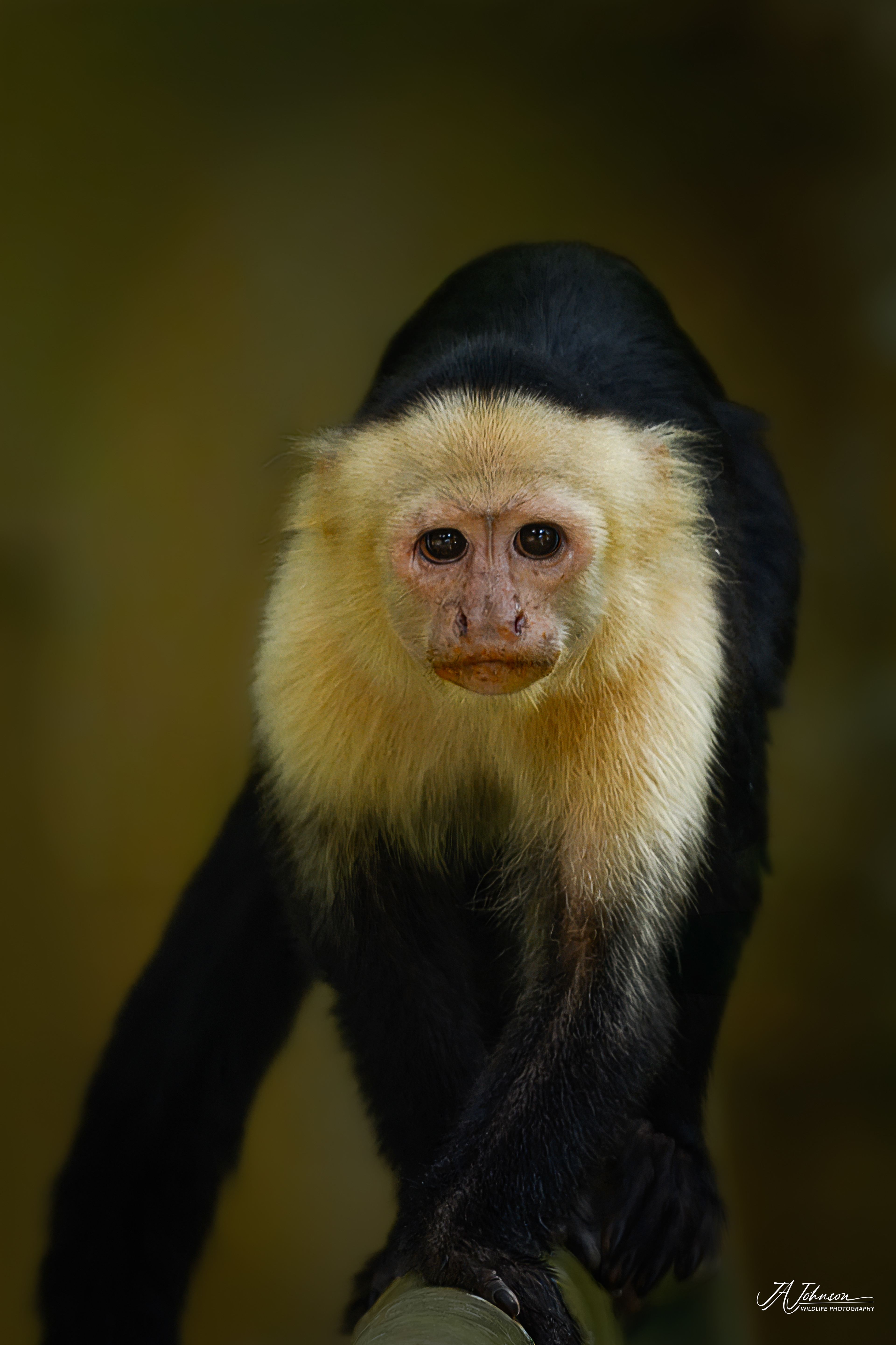White-Faced Capuchin Monkey