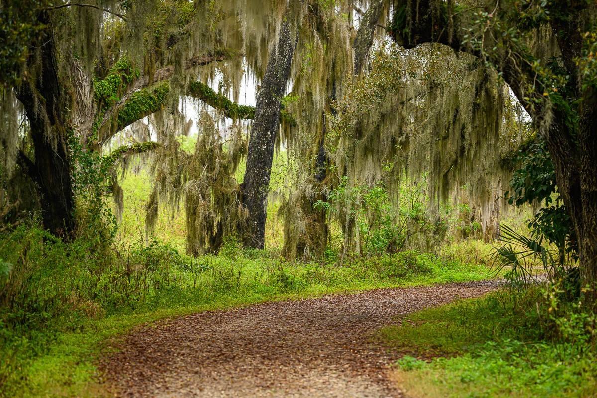 Spanish Moss on Live Oaks at Circle-B-Bar Reserve