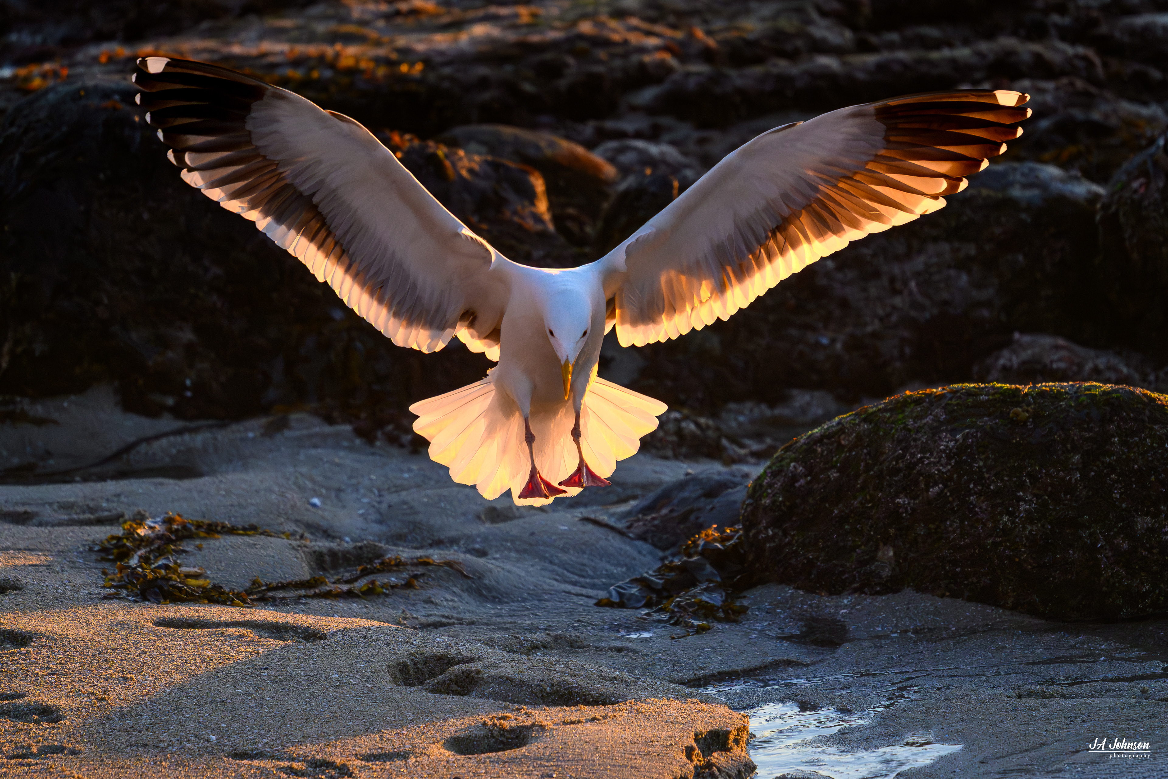 Gull at Sunset