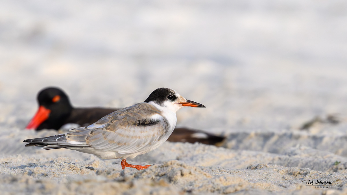 American Oystercatcher and Chick