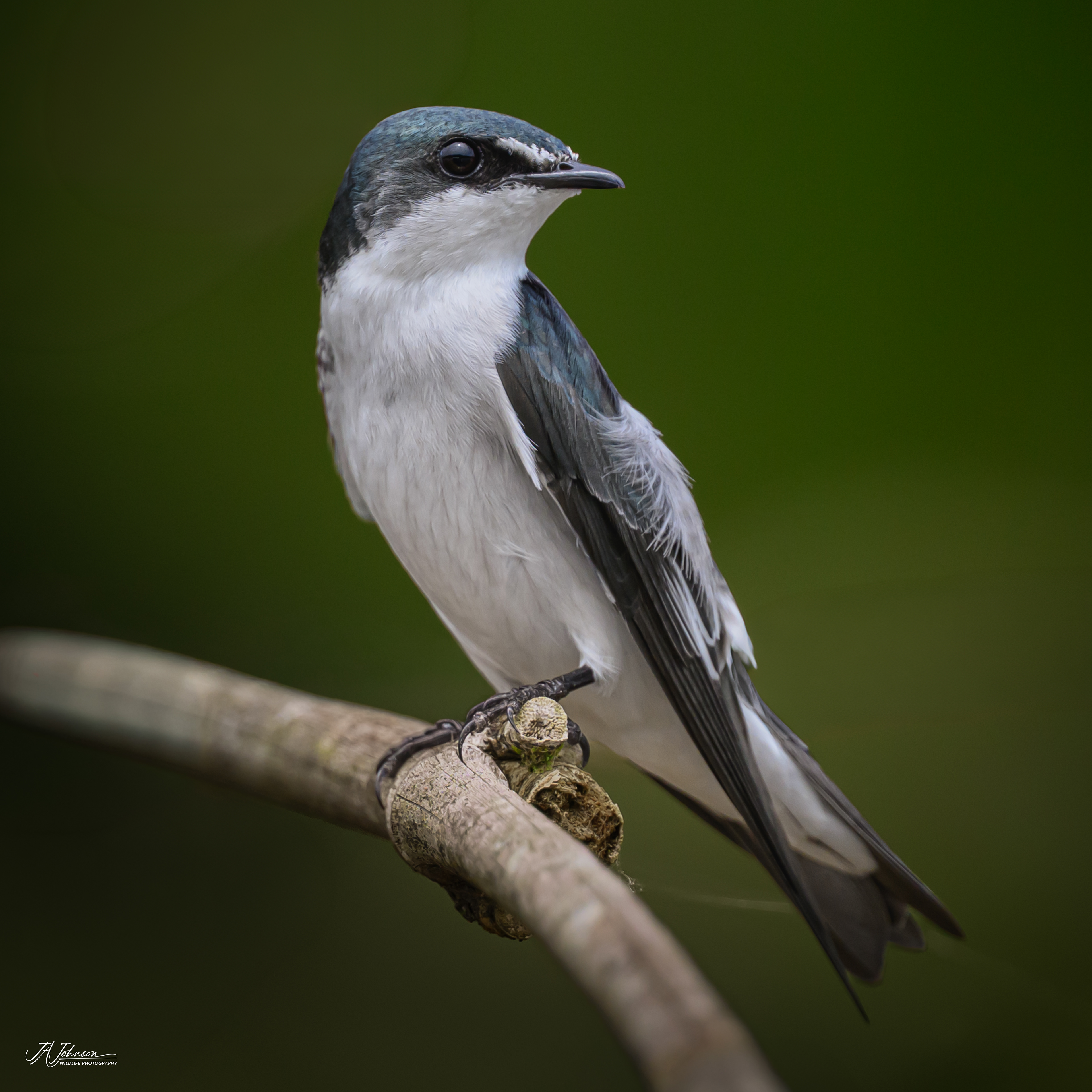 Mangrove Swallow