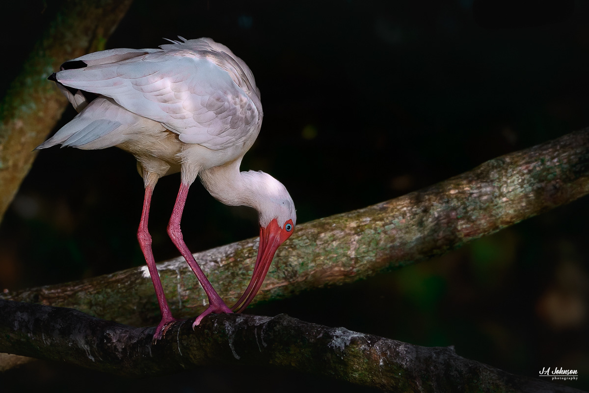 White Ibis