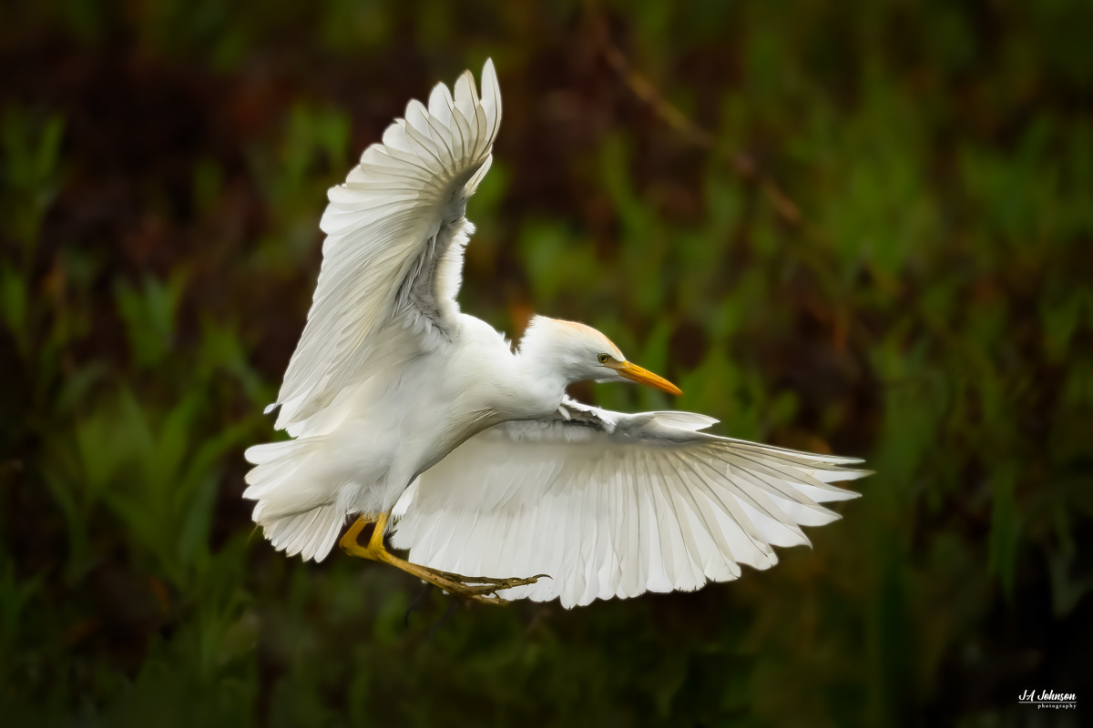 Snowy Egret