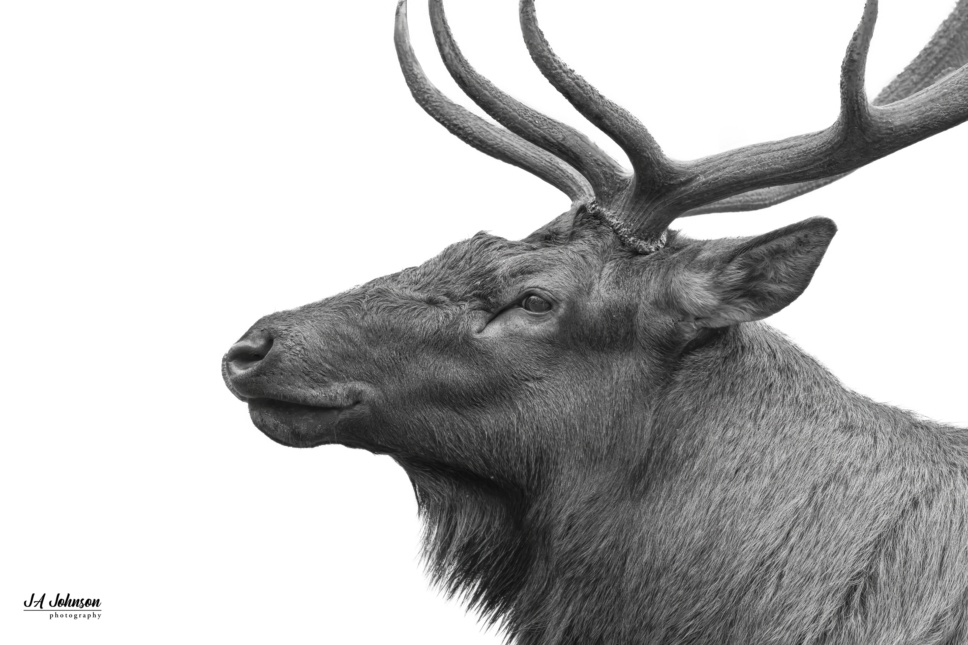 Elk Bull