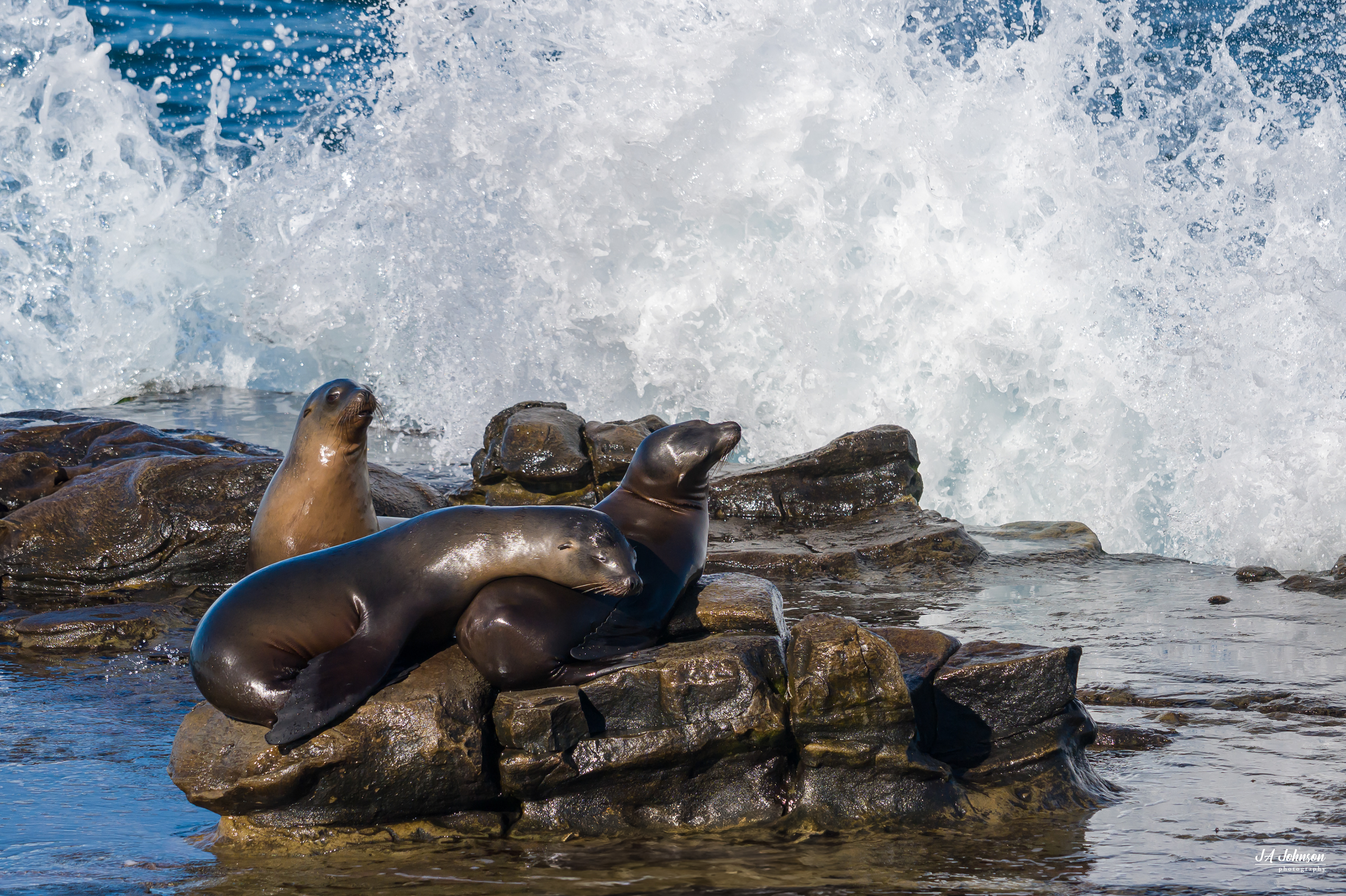 Sea Lions