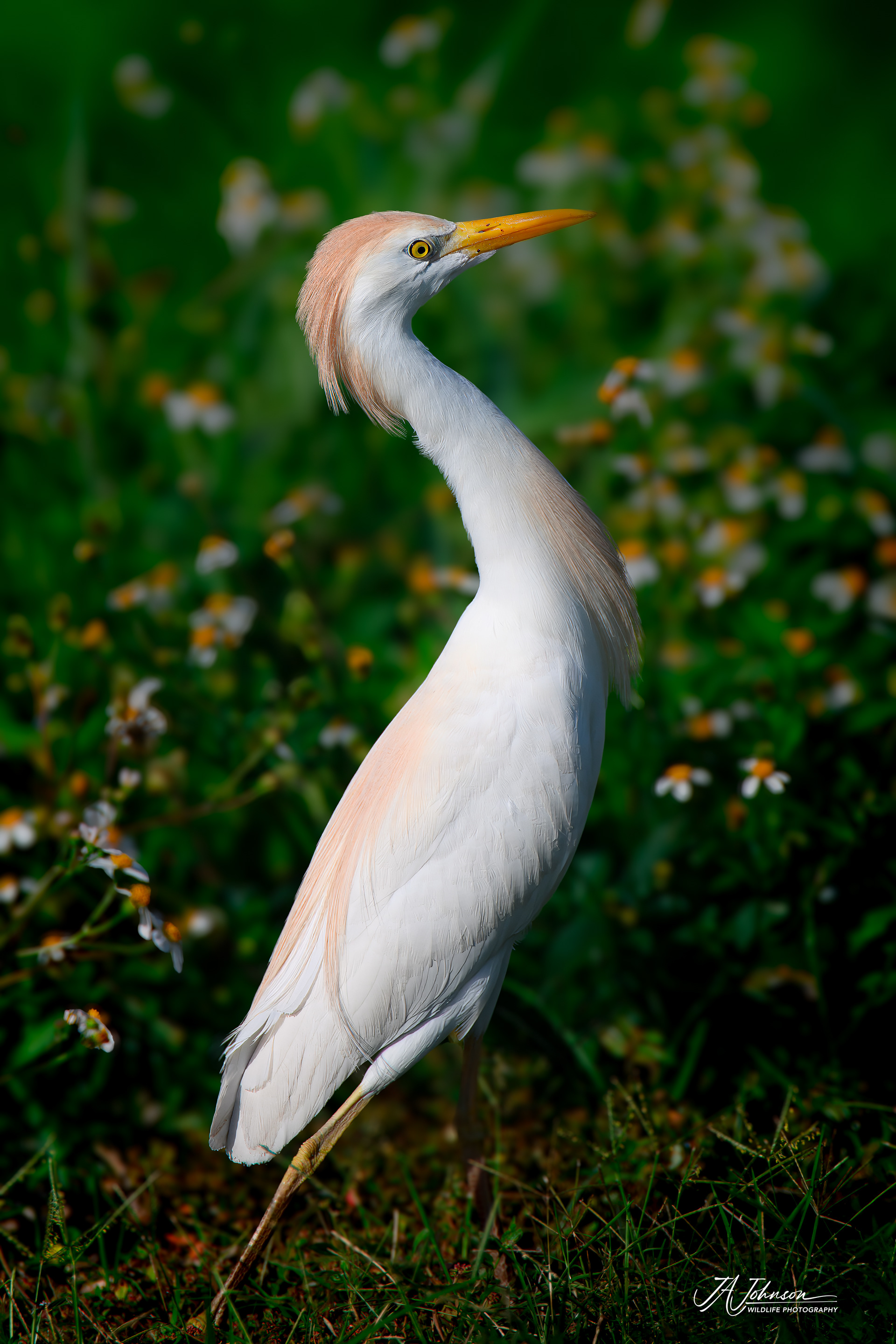 Cattle Egret