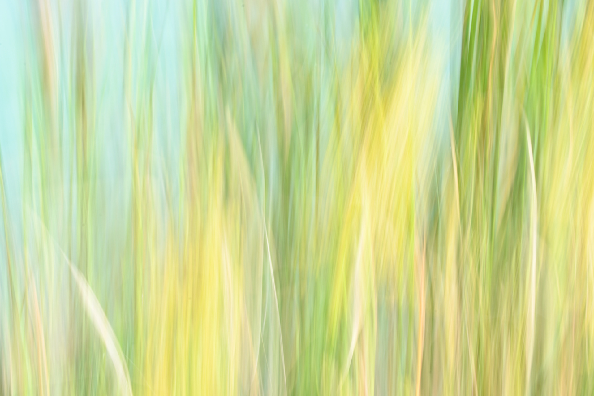 Intentional Camera Movement - Lakeside Reeds