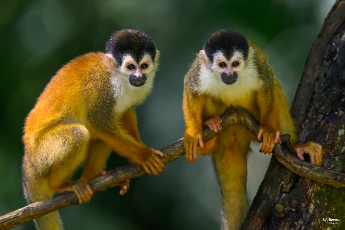 Squirrel Monkeys