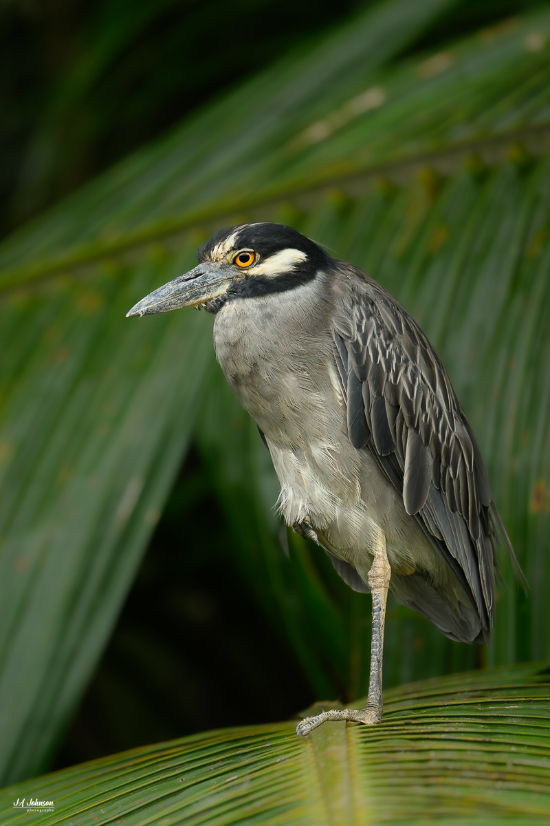 Yellow Crowned Night Heron