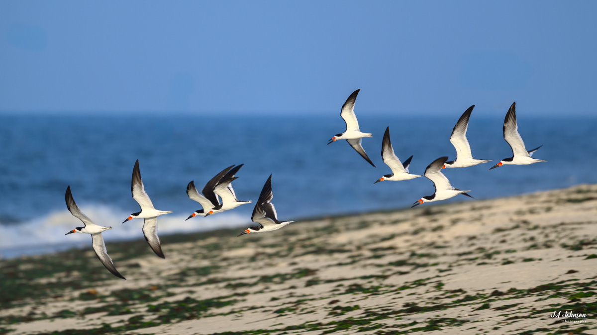 Black Skimmers