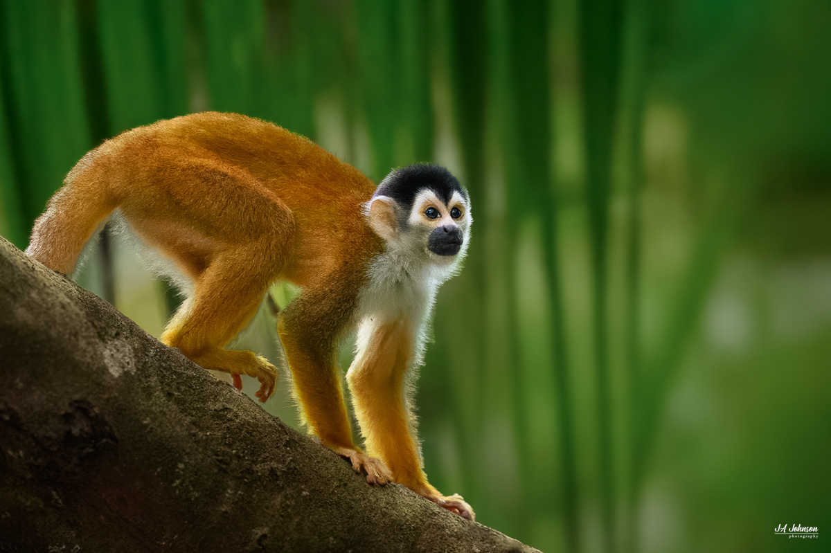 Squirrel Monkey