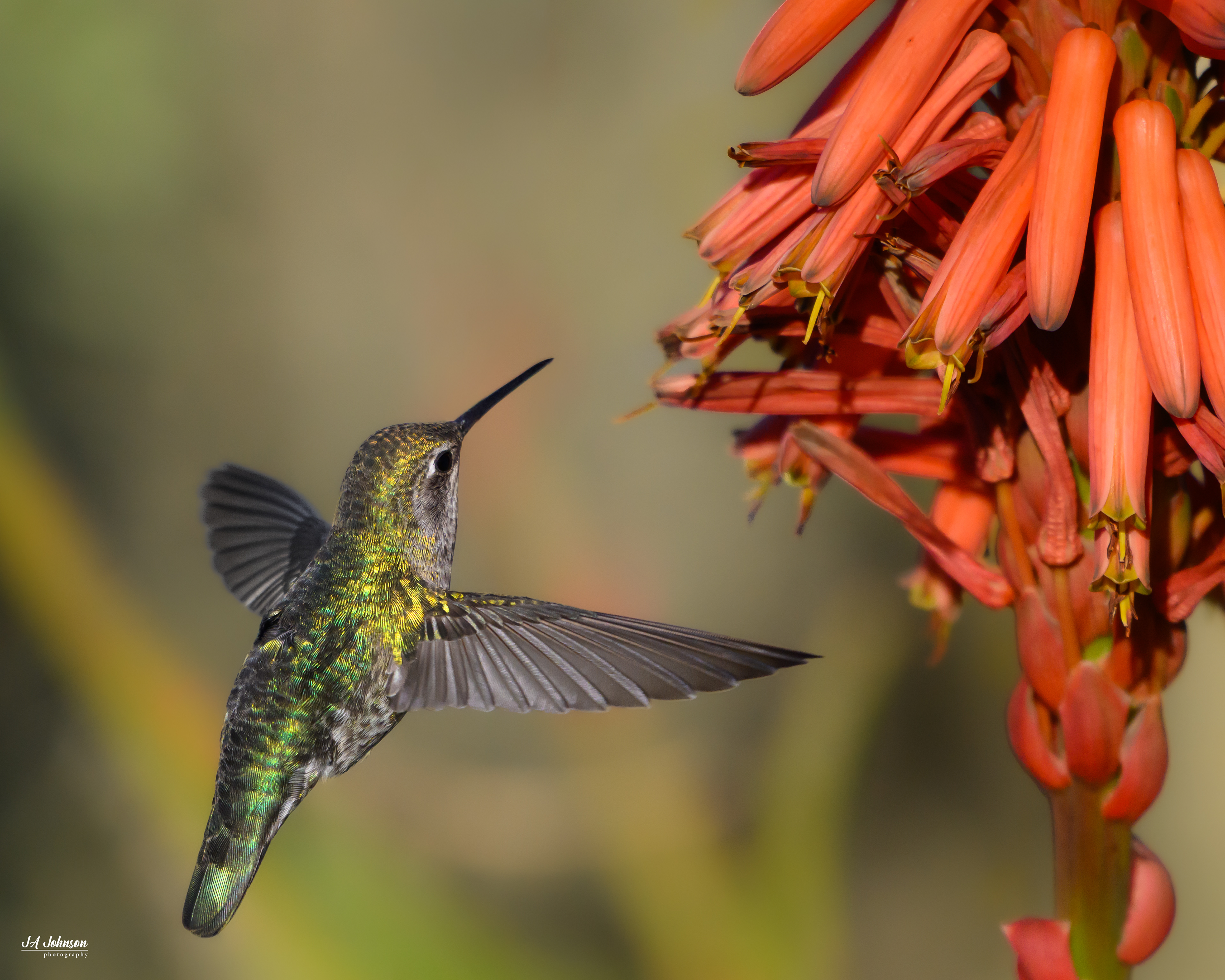Anna's Hummingbird (Female)