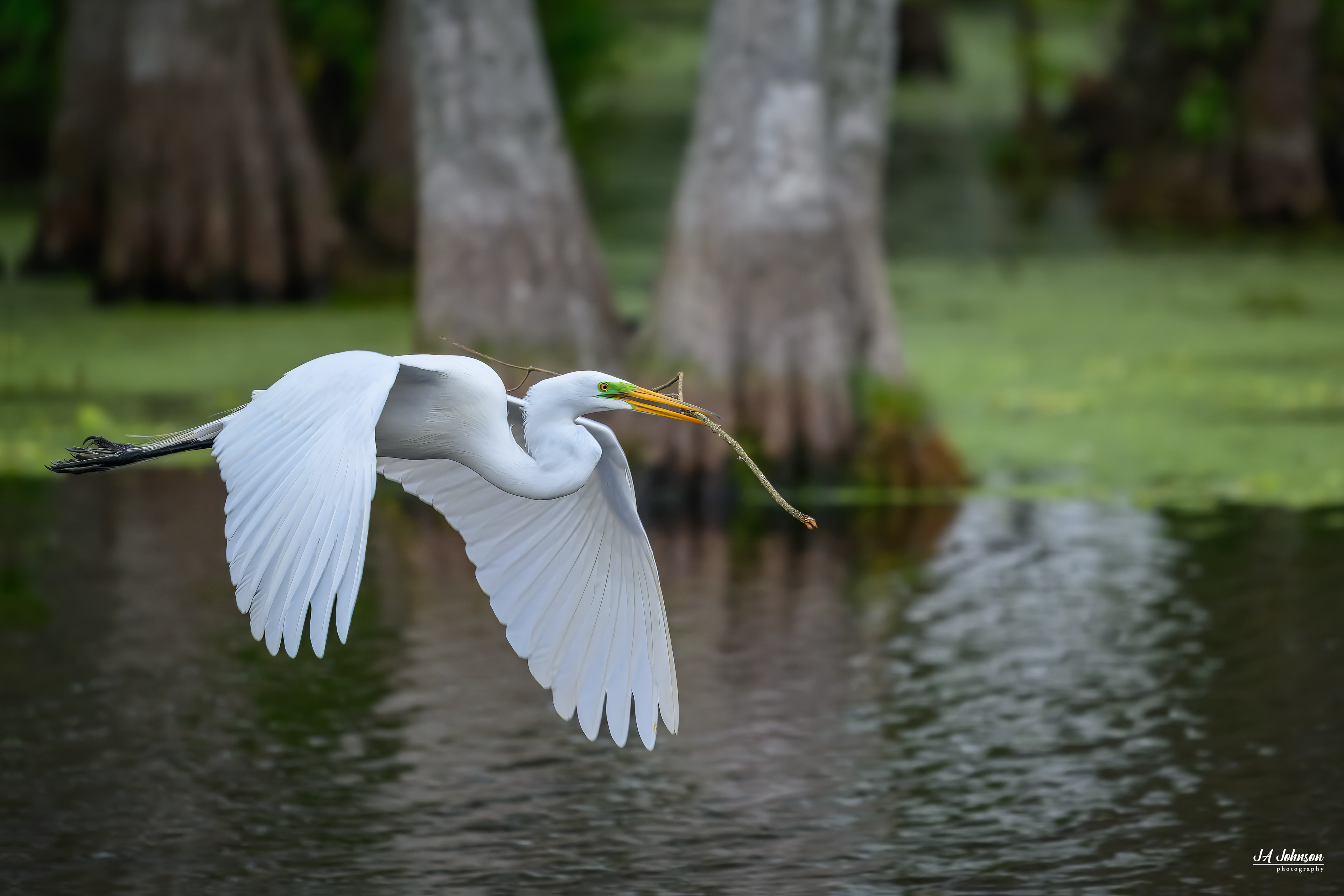 Great Egret