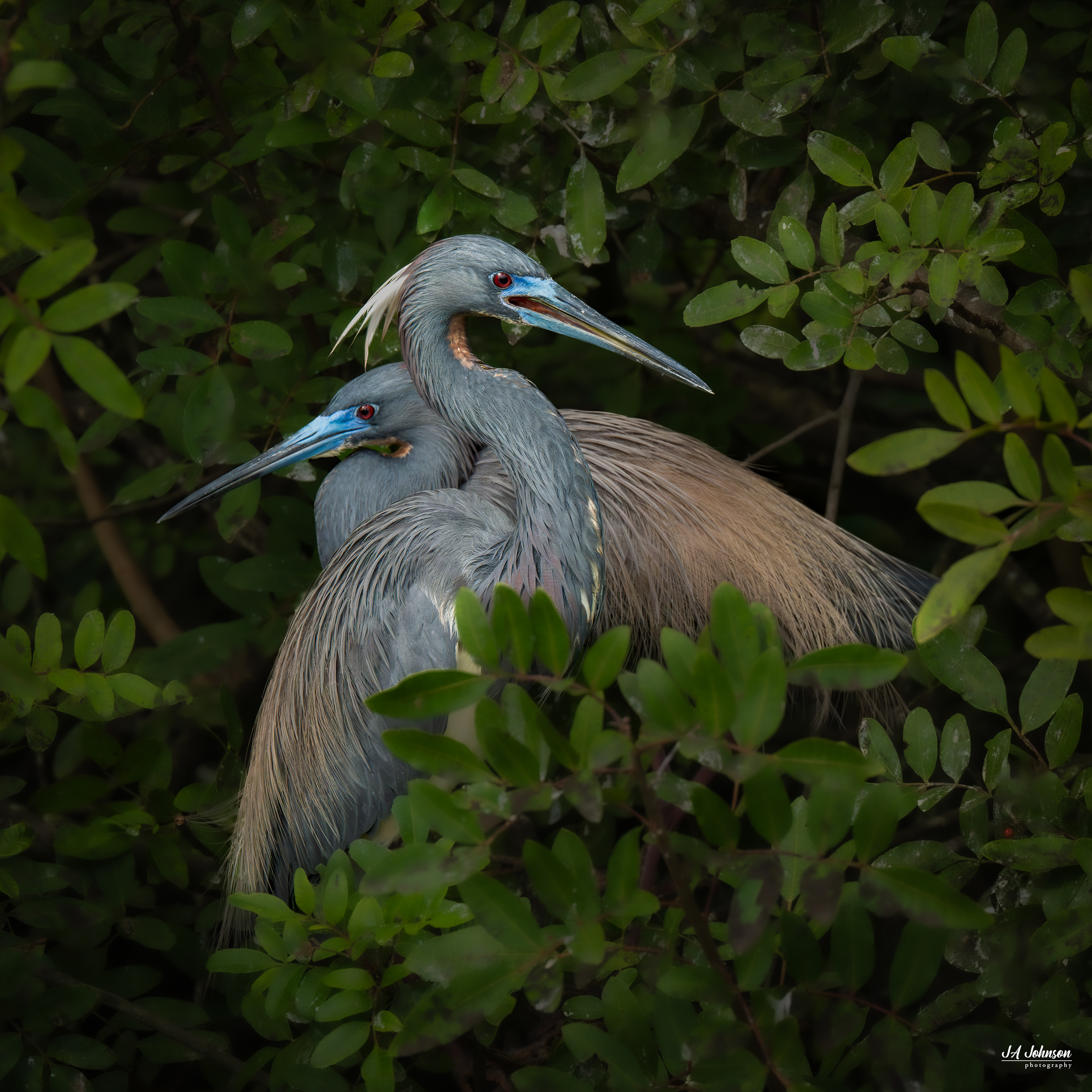 Tricolored Herons