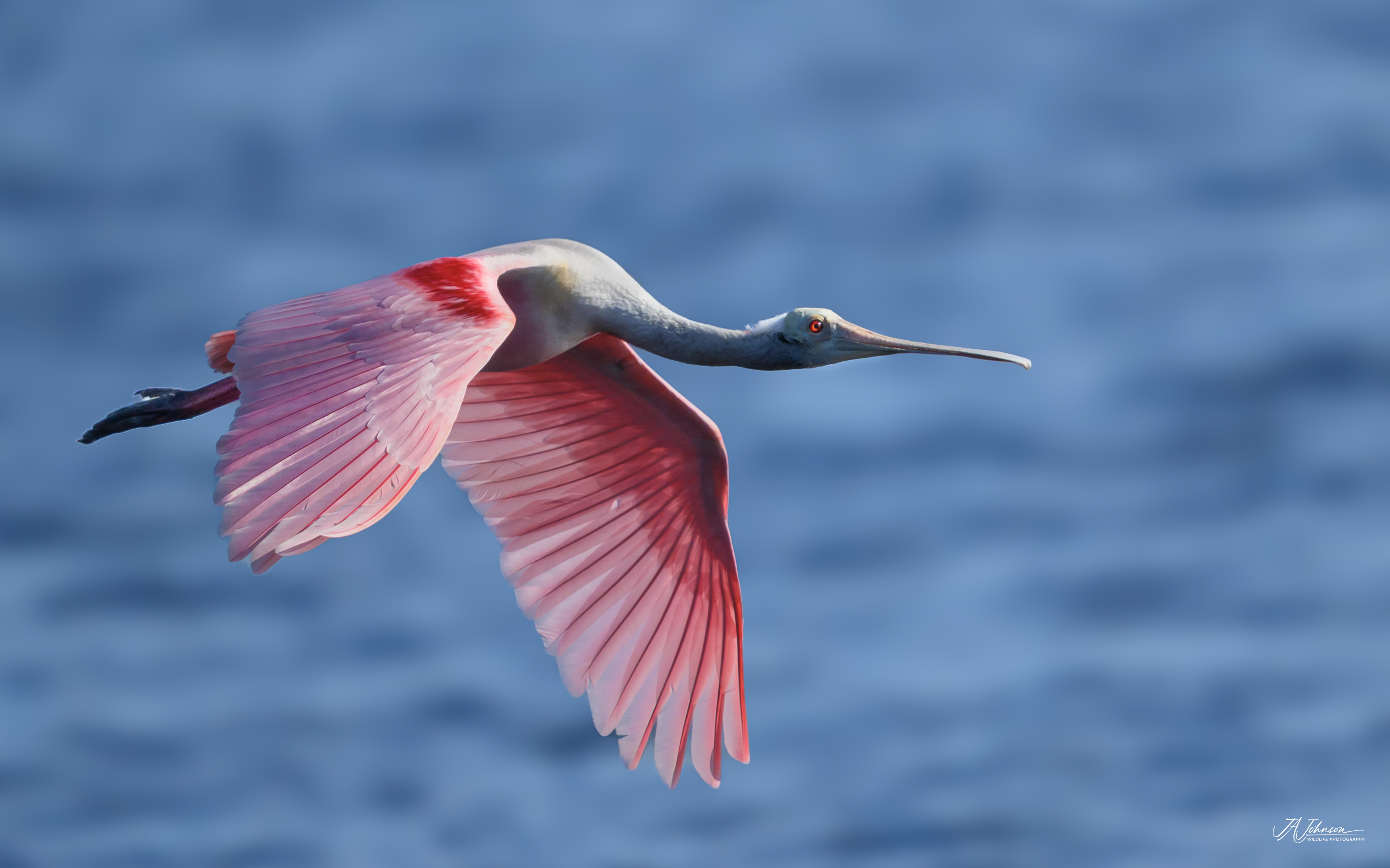 Roseate Spoonbill