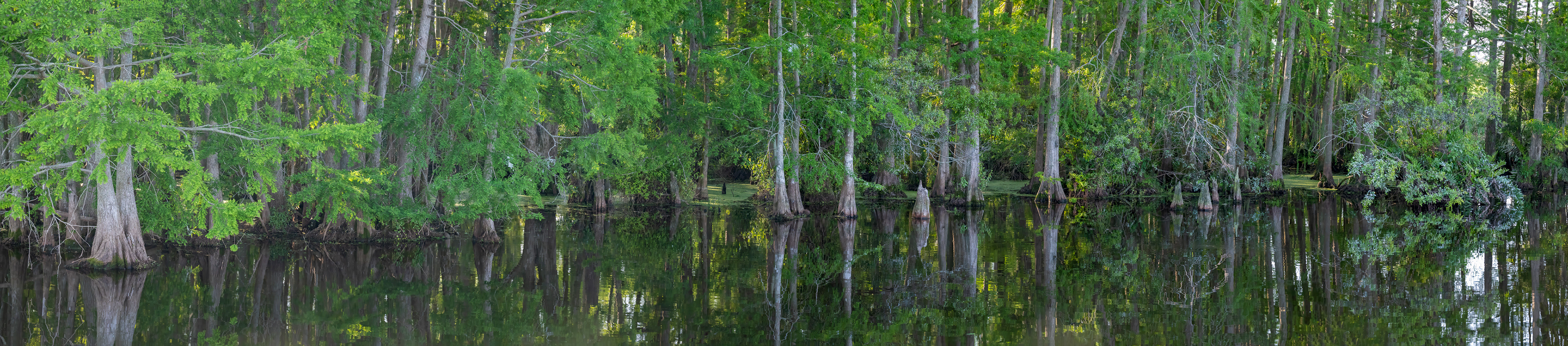 Cypress Forest at Orlando Wetlands