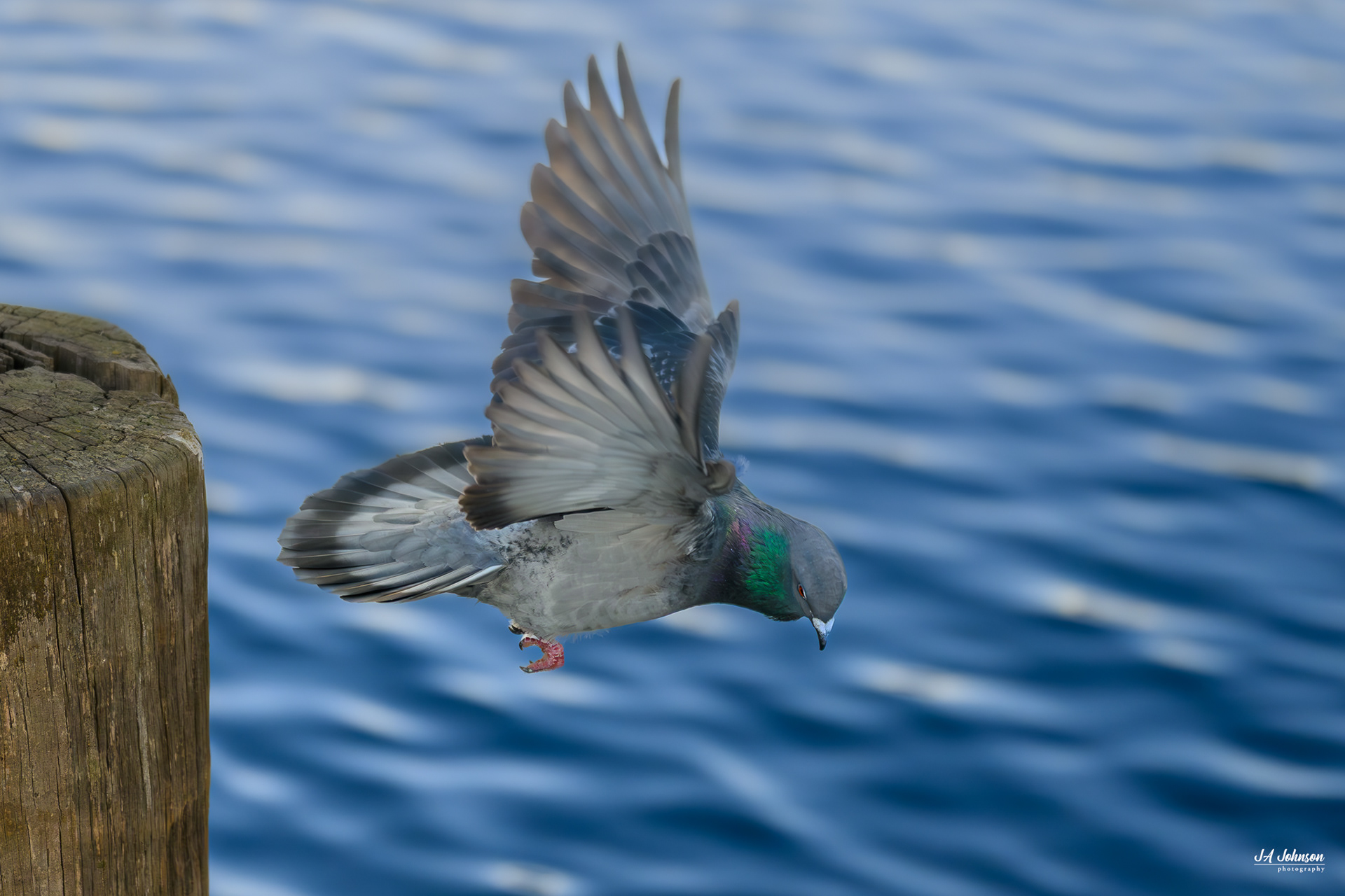 Common Pigeon 