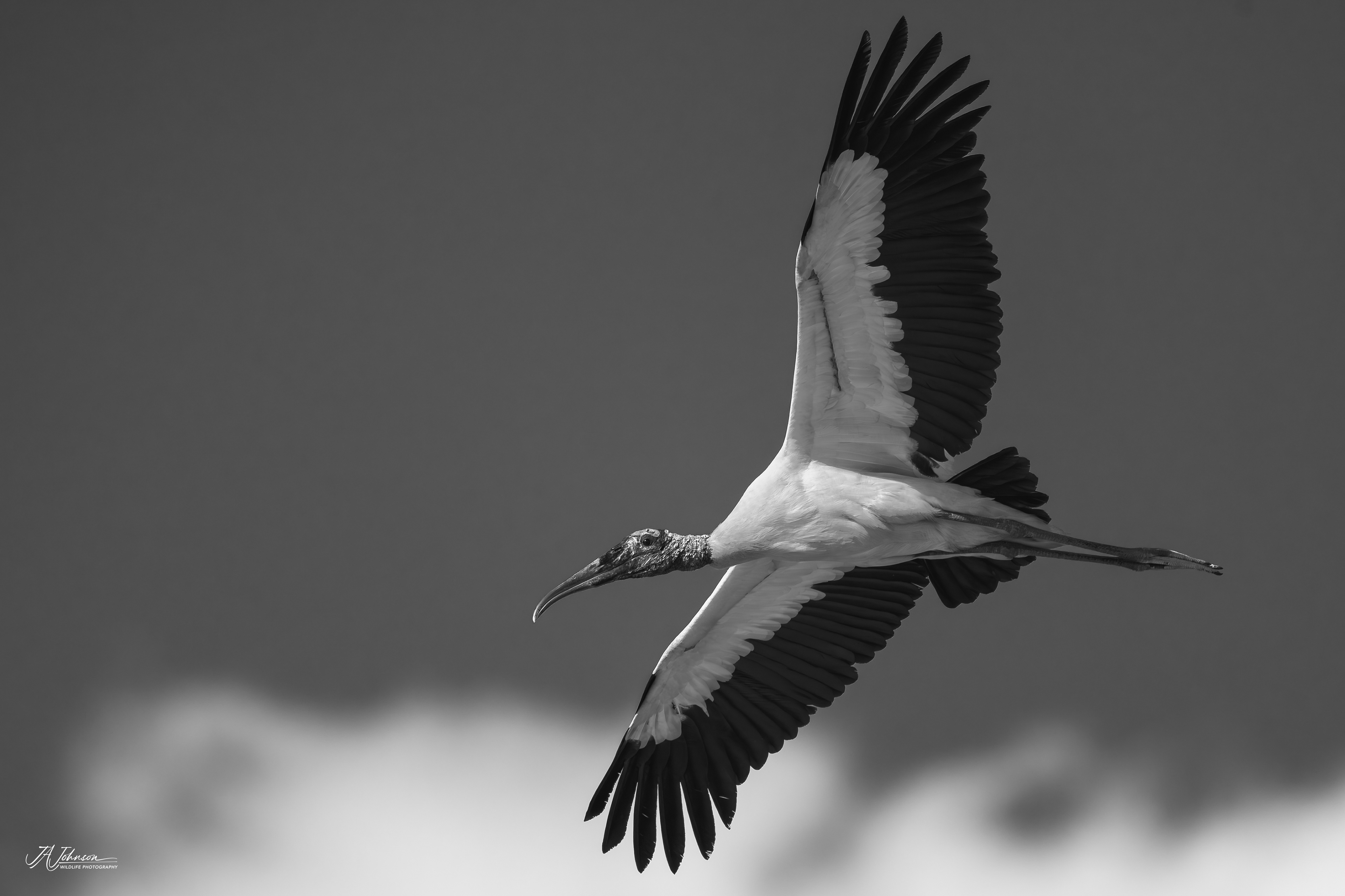 Wood Stork