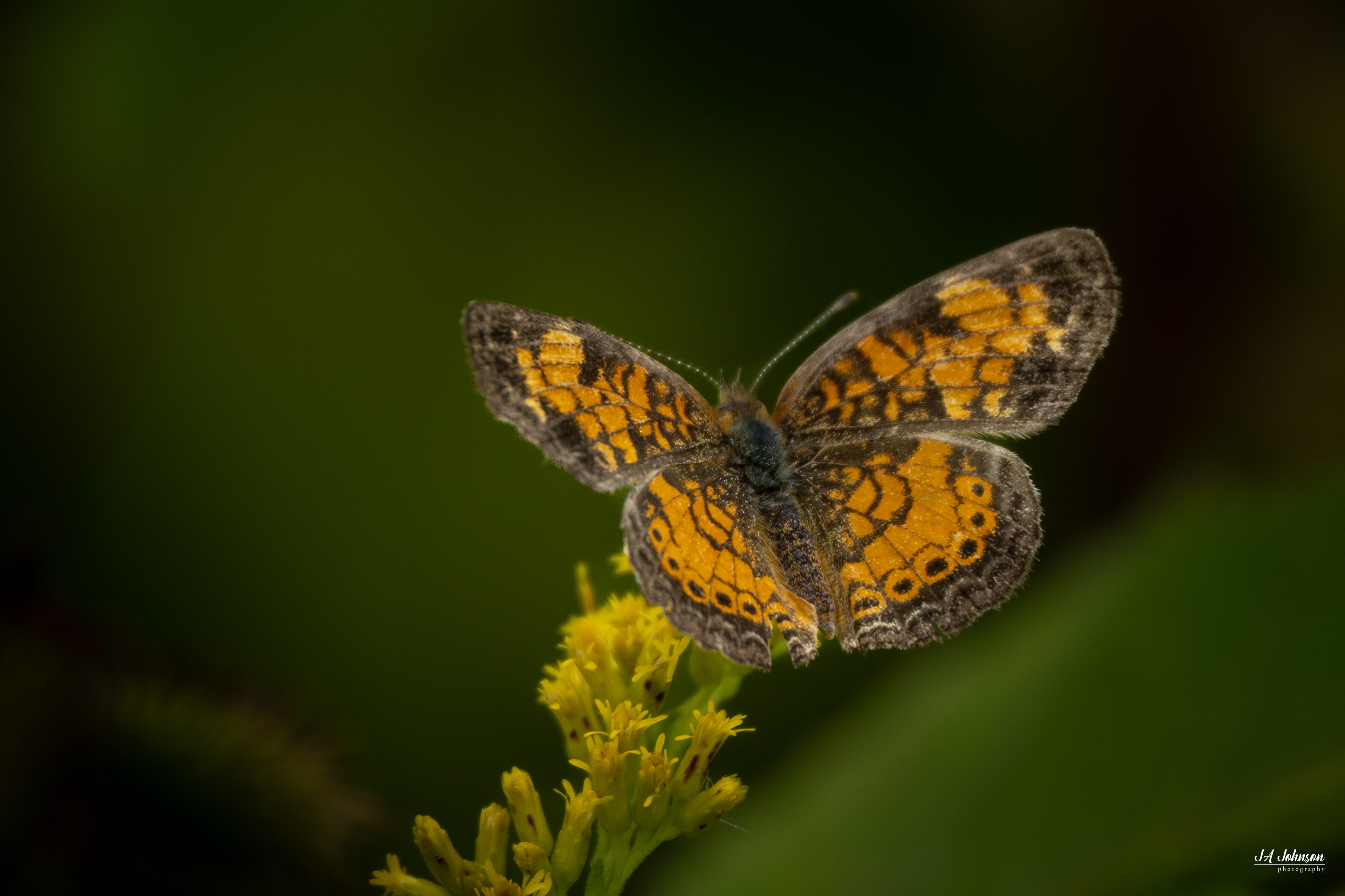 Pearl Crescent Butterfly