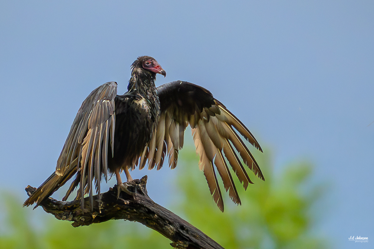Turkey Vulture